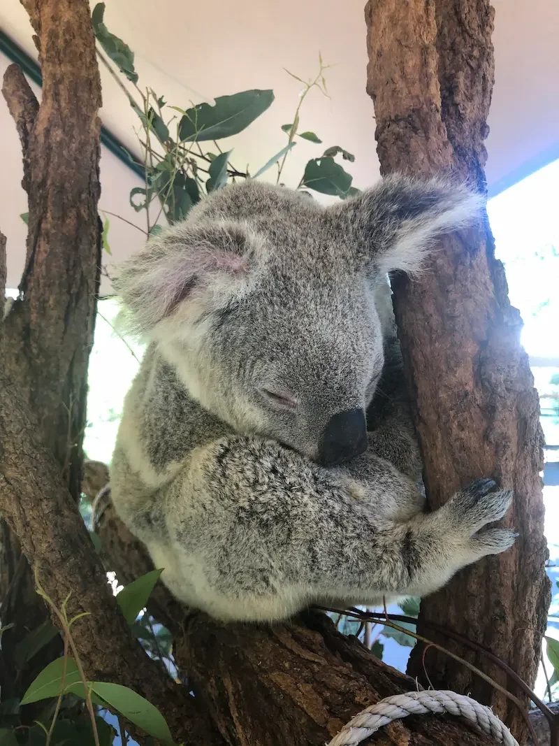 Koala sleeping in a eucalyptus tree at Australia Zoo on the Sunshine Coast.