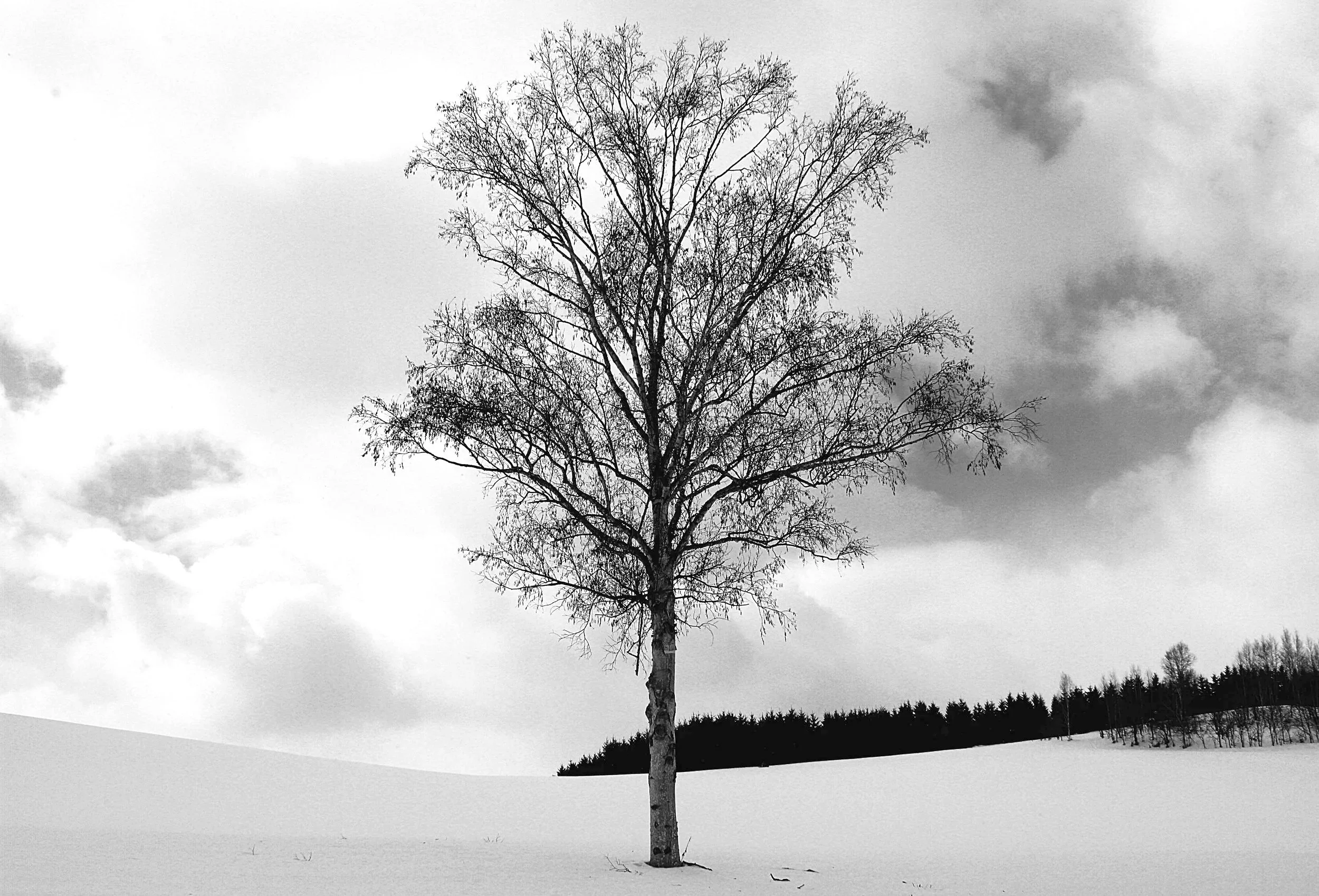 Lone+Birch+Website.jpg