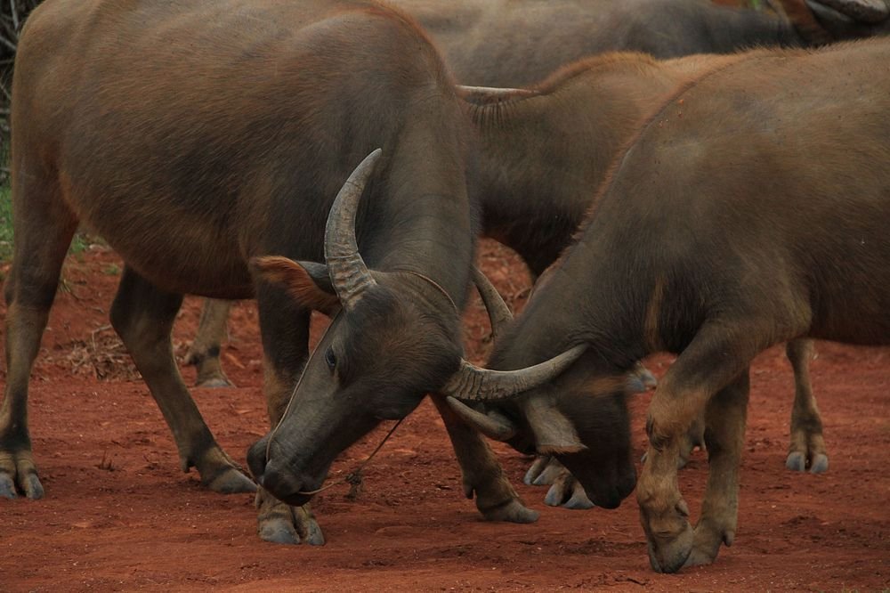 Solo-Exhibition-2026-Burma-063