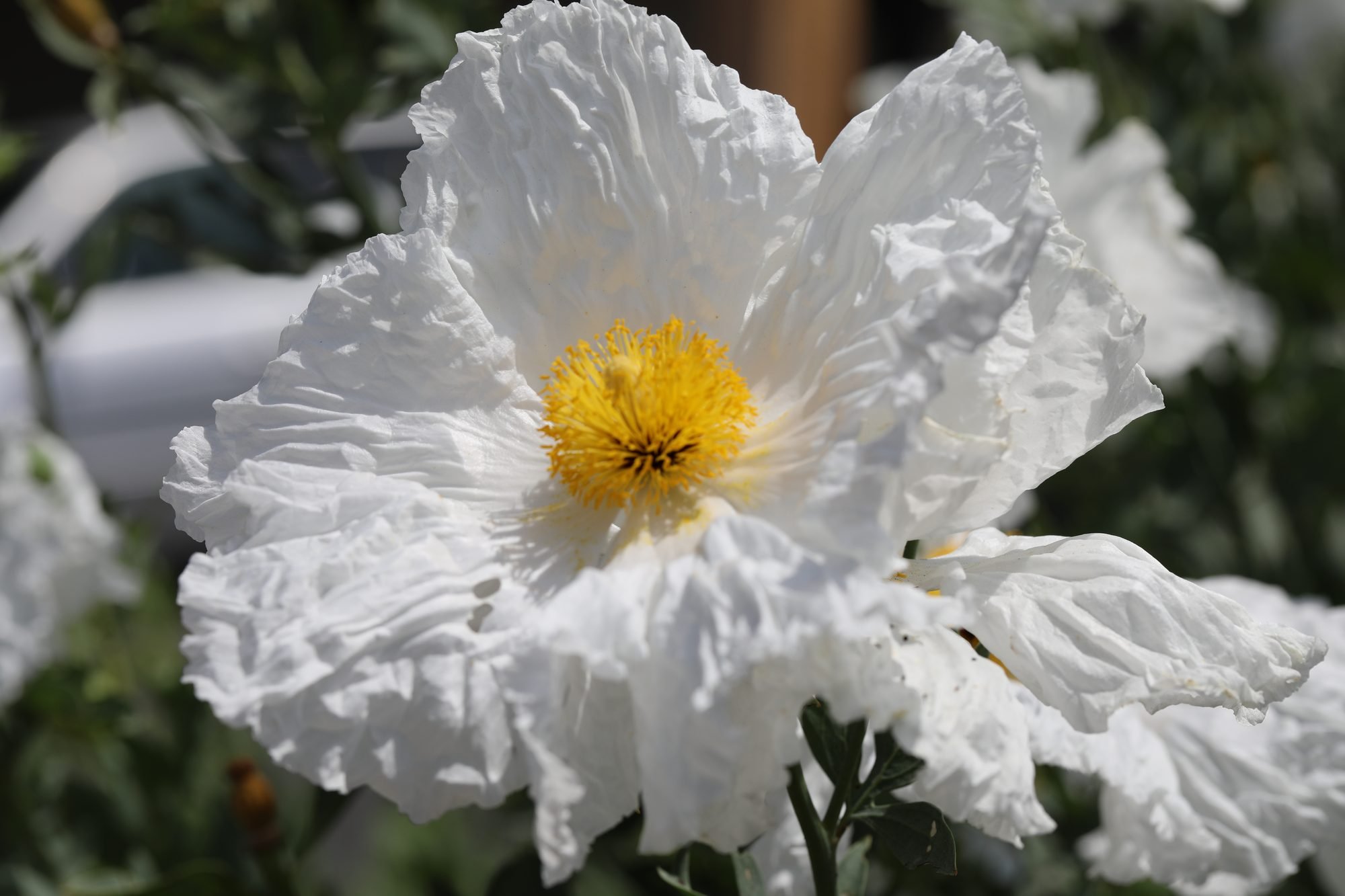 Matilija-Poppy-069A0314.jpg