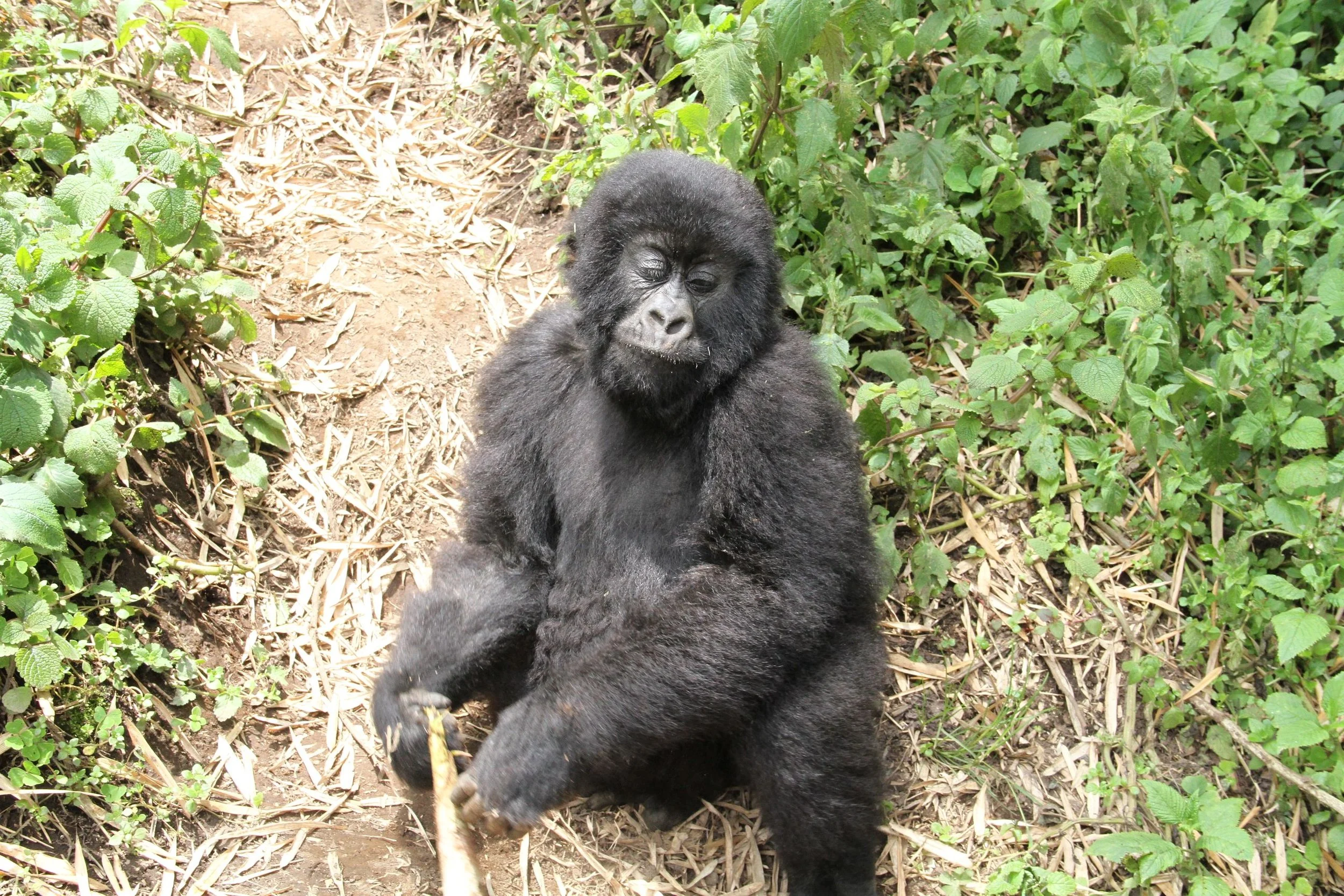 Rwanda Gorillas 242.JPG.jpeg