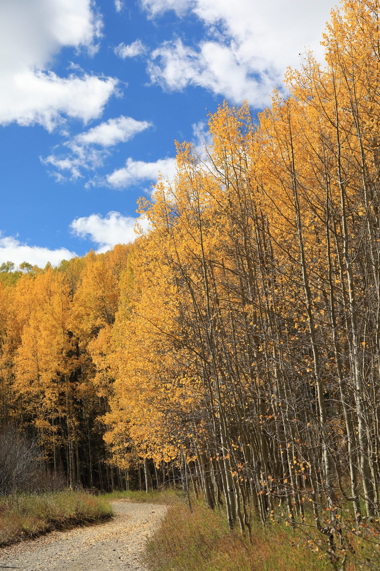 Fall-Aspens-069A6534.jpg