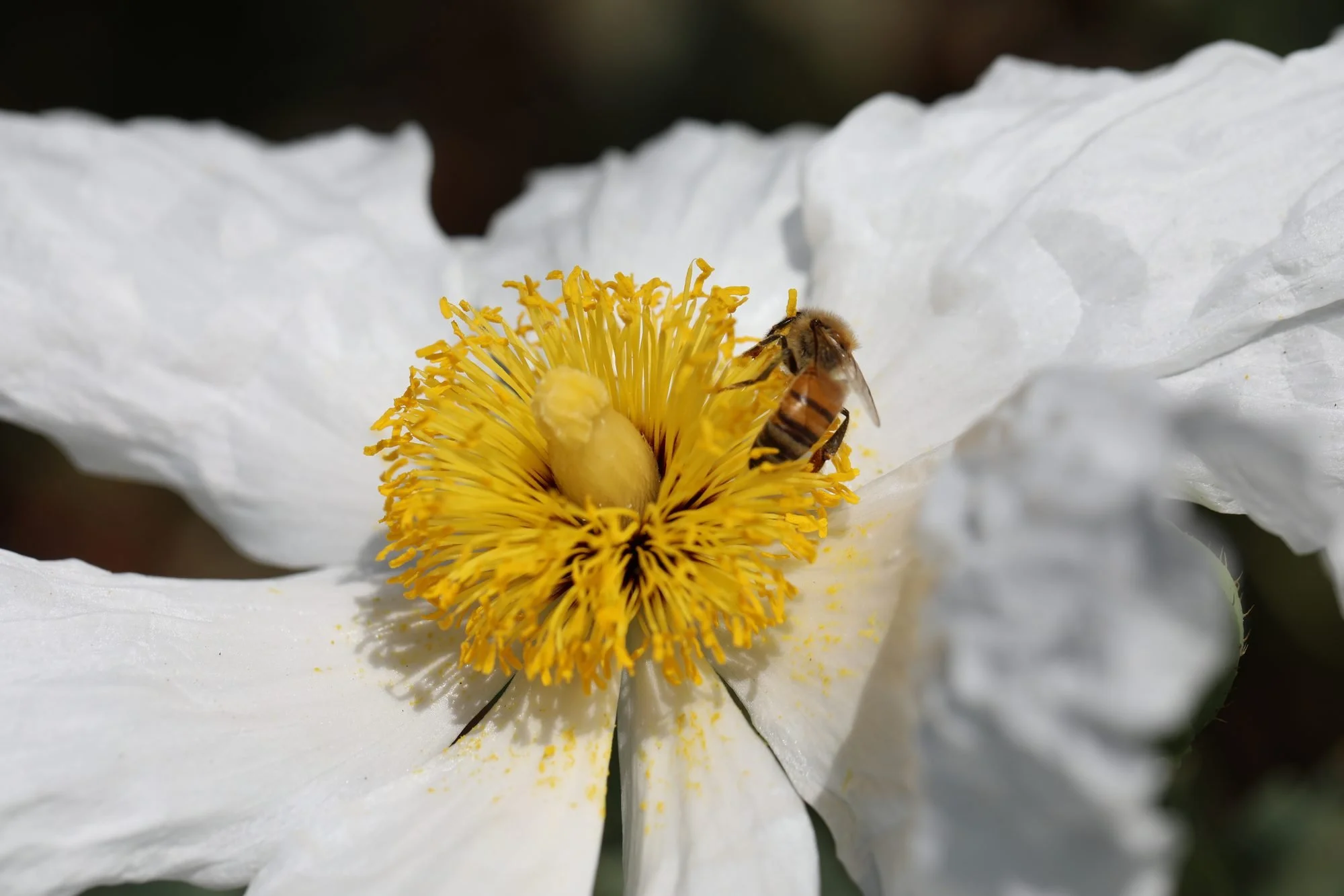 Matilija-Poppy-069A0326.jpg