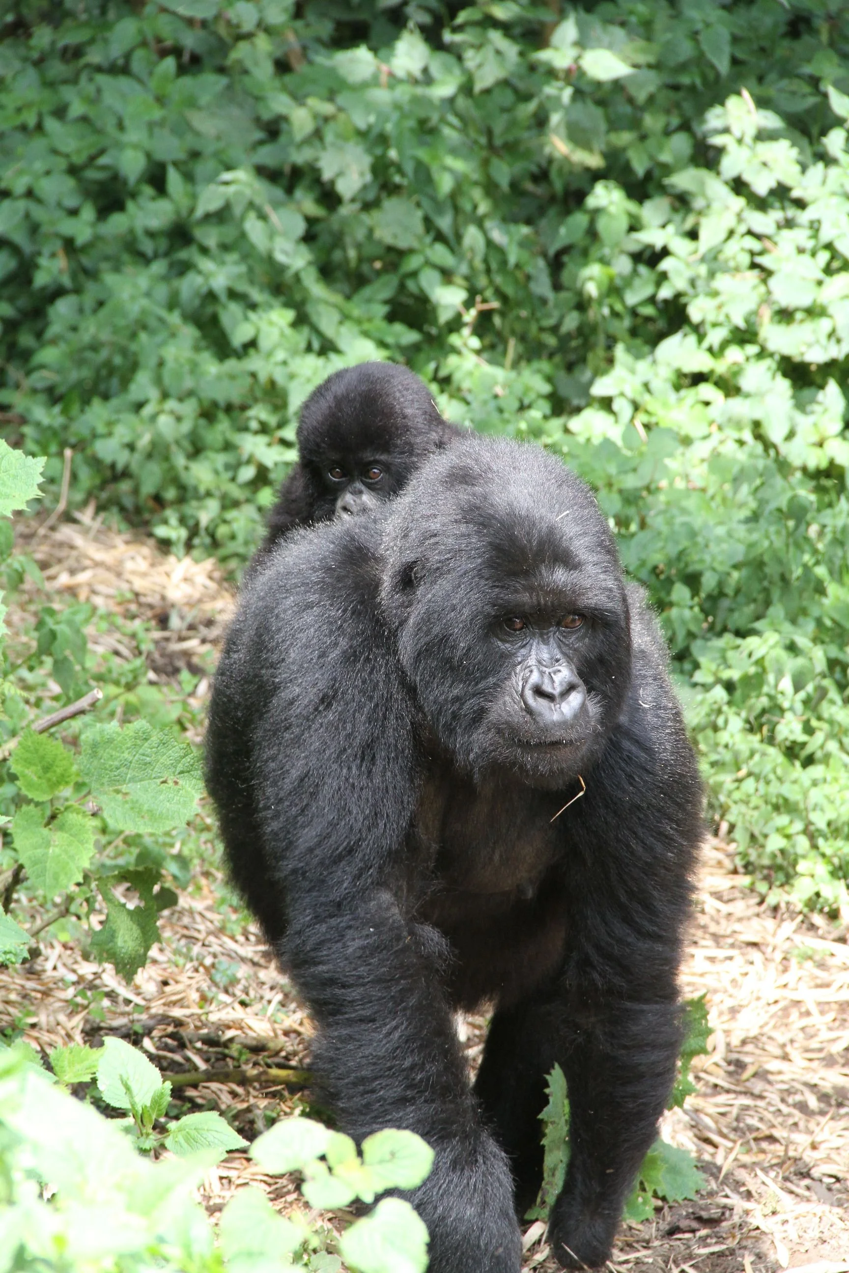 Rwanda Gorillas 255.JPG.jpeg