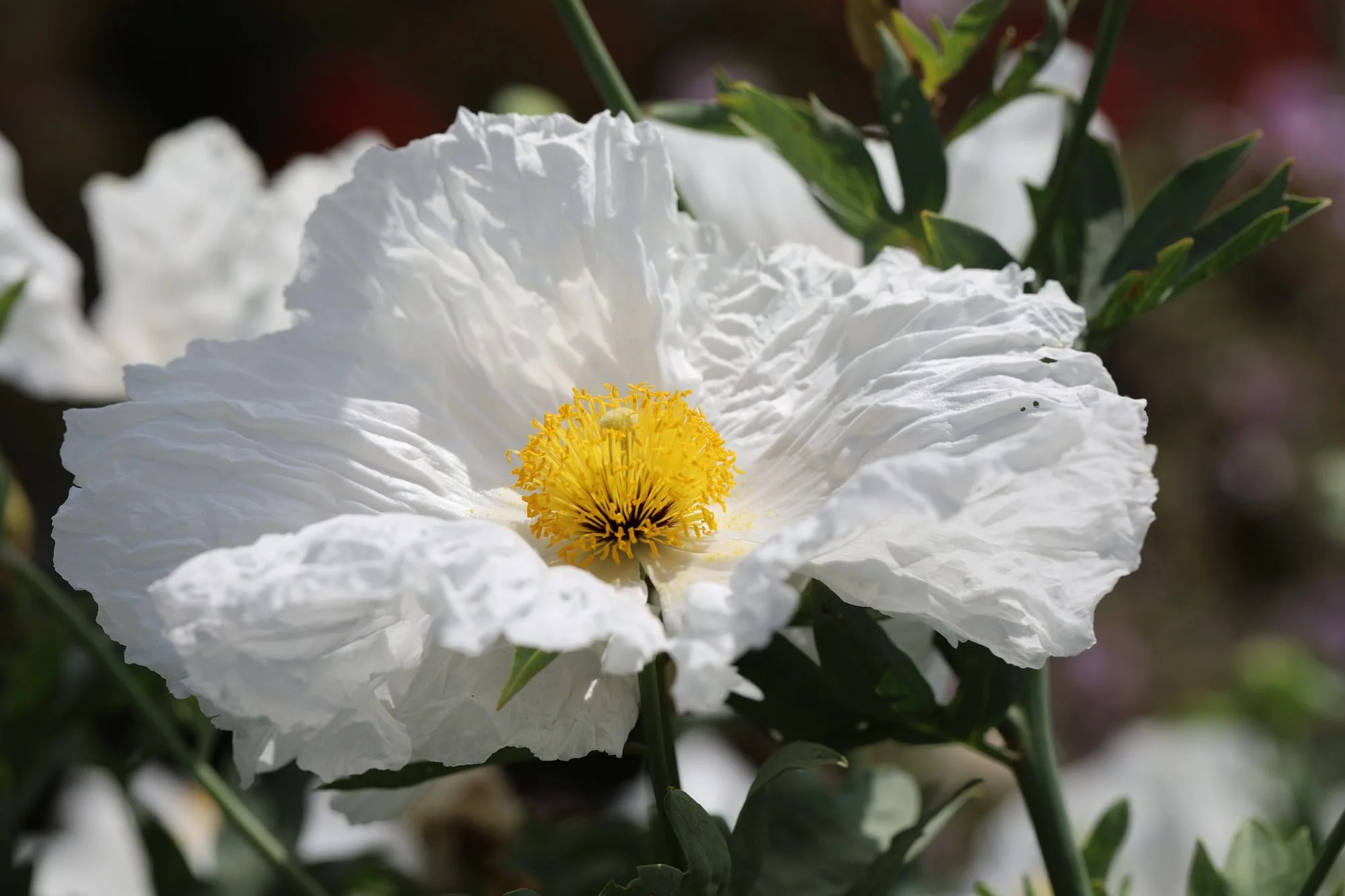 Matilija-Poppy-069A0348.jpg