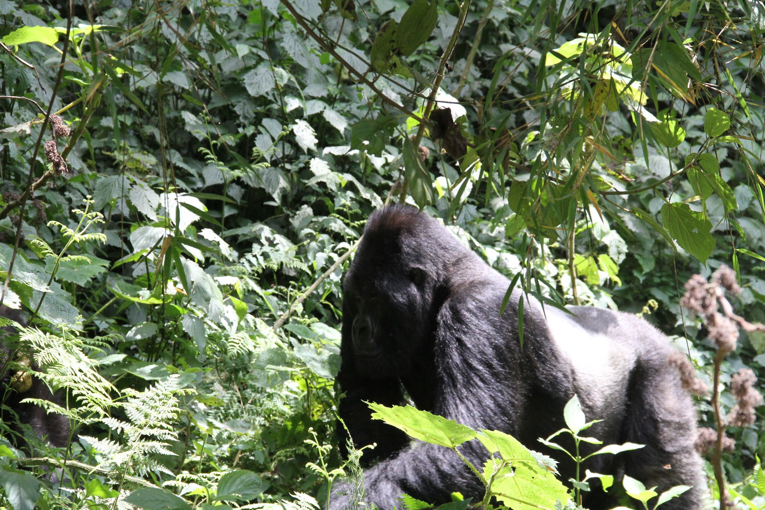 Rwanda Gorillas 218.JPG.jpeg