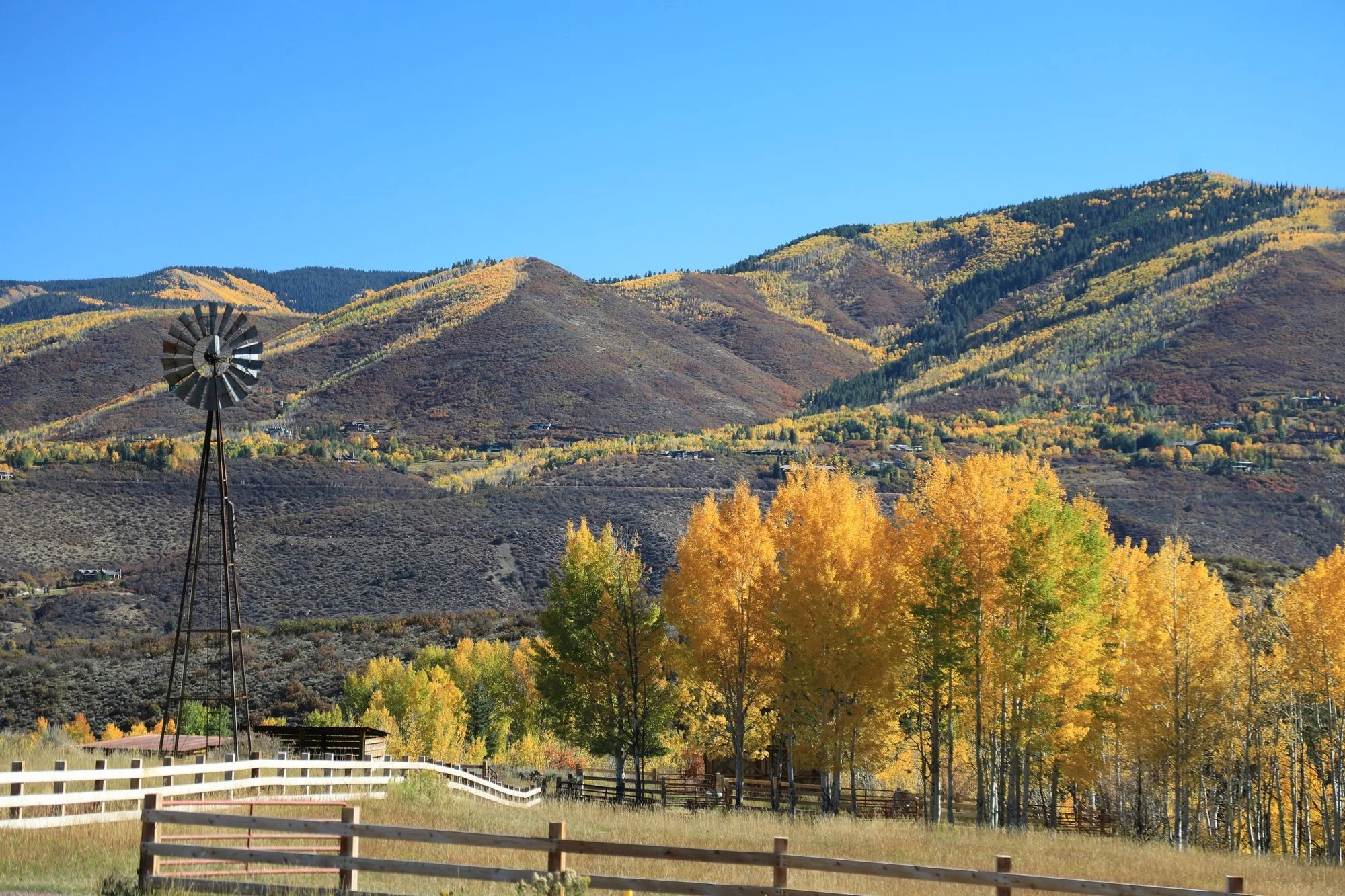 Fall-Aspens-069A9441.jpg