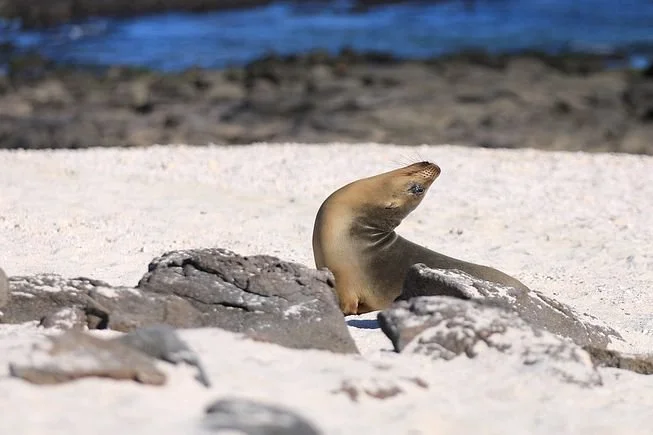 Solo-Exhibition-2026-Galapagos-2-209