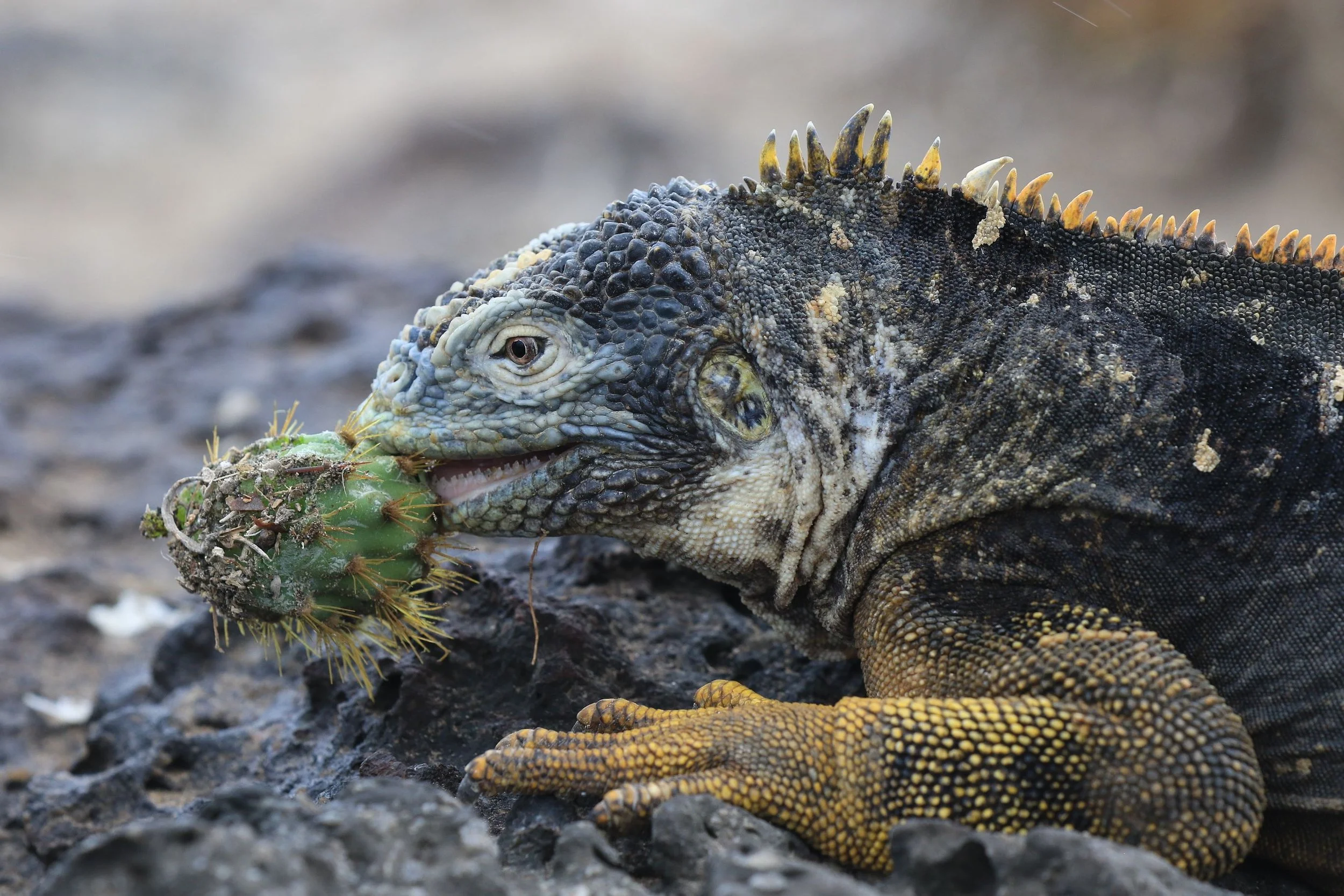 Solo-Exhibition-2026 Galapagos 5 315