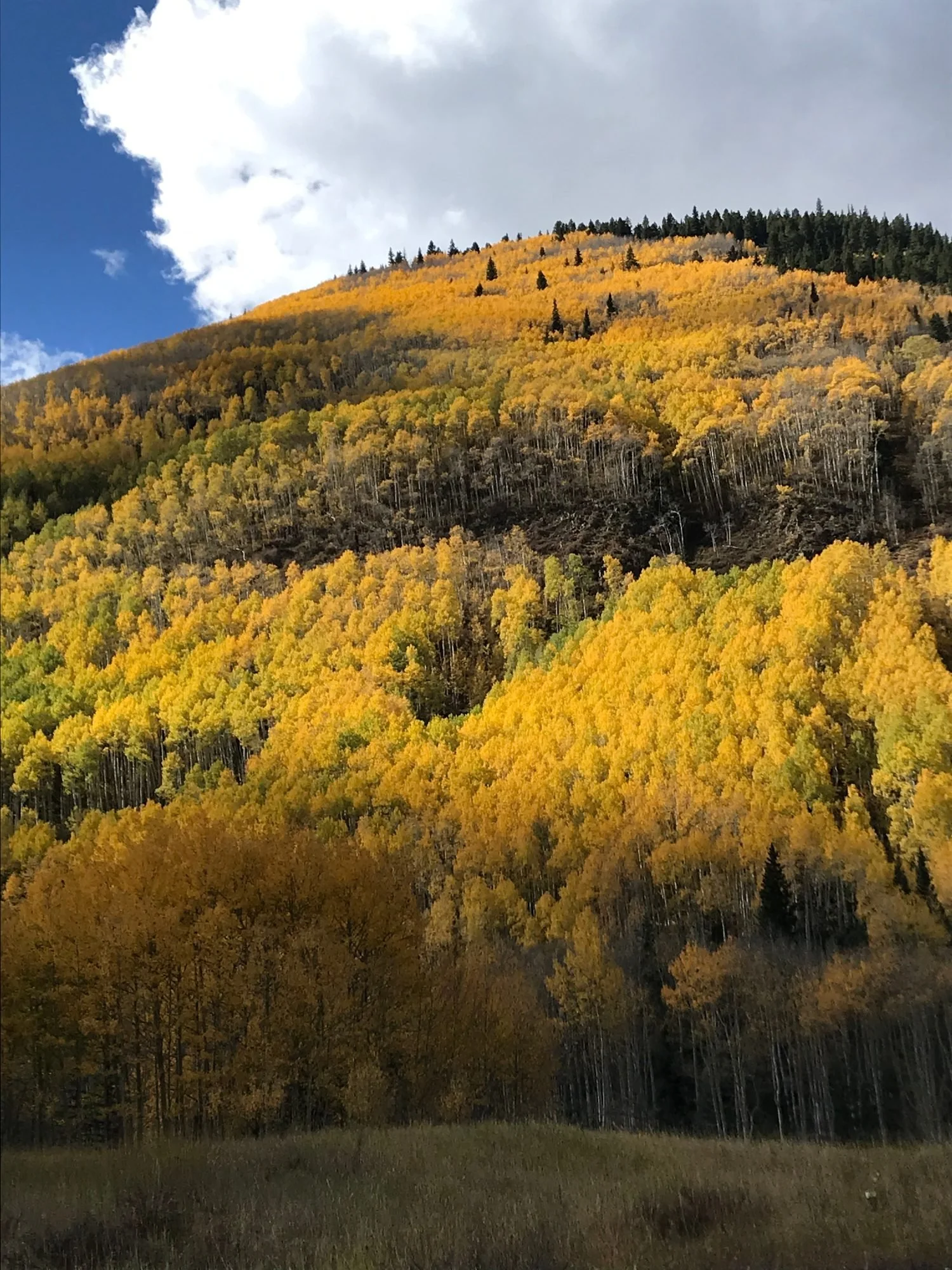 Fall-Aspens-IMG_4840.jpg