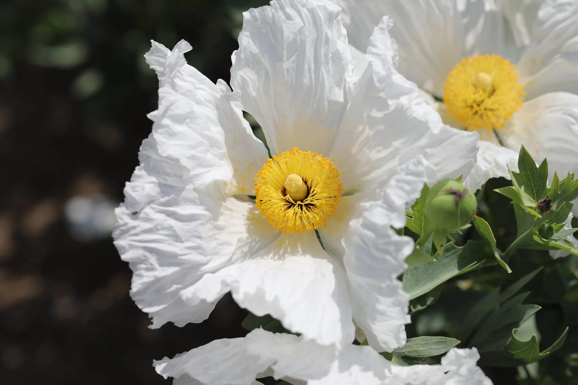 Matilija-Poppy-069A0316.jpg