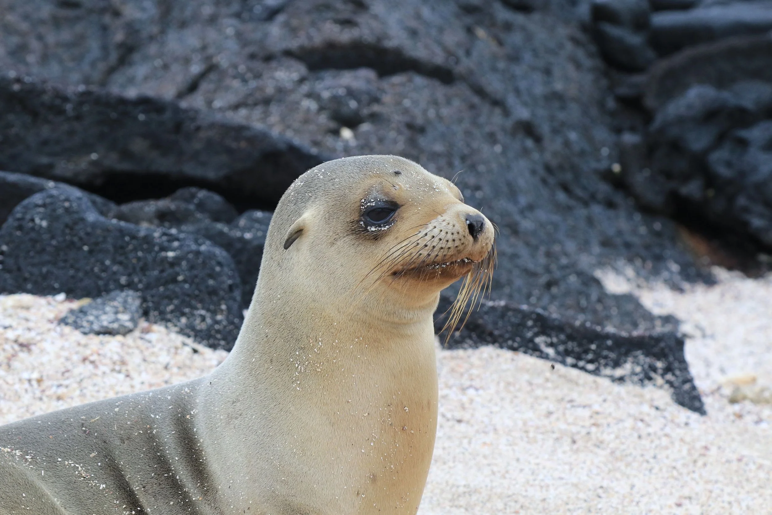 Solo-Exhibition-2026-Galapagos 529