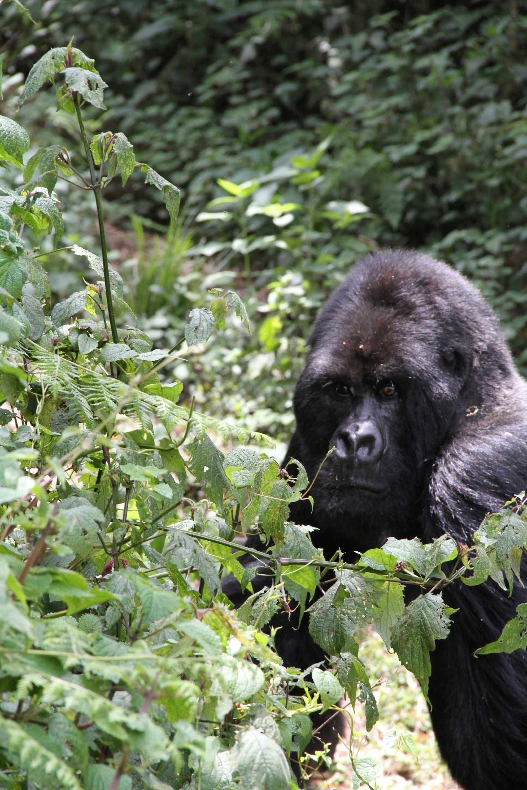 Rwanda Gorillas 250.JPG.jpeg