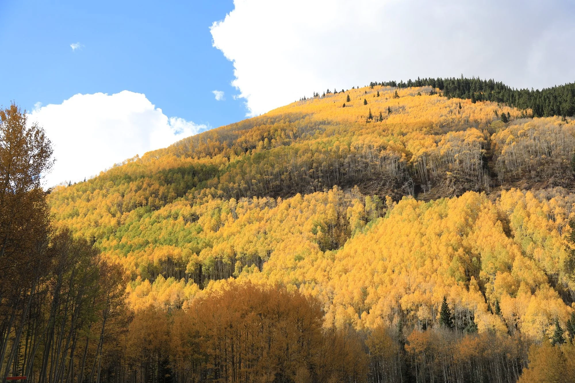 Fall-Aspens-069A6535.jpg