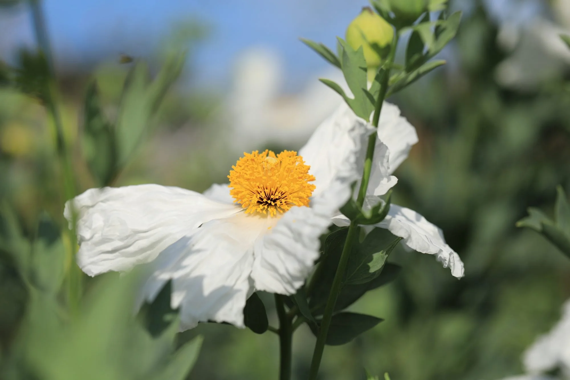 Matilija-Poppy-069A0190.jpg