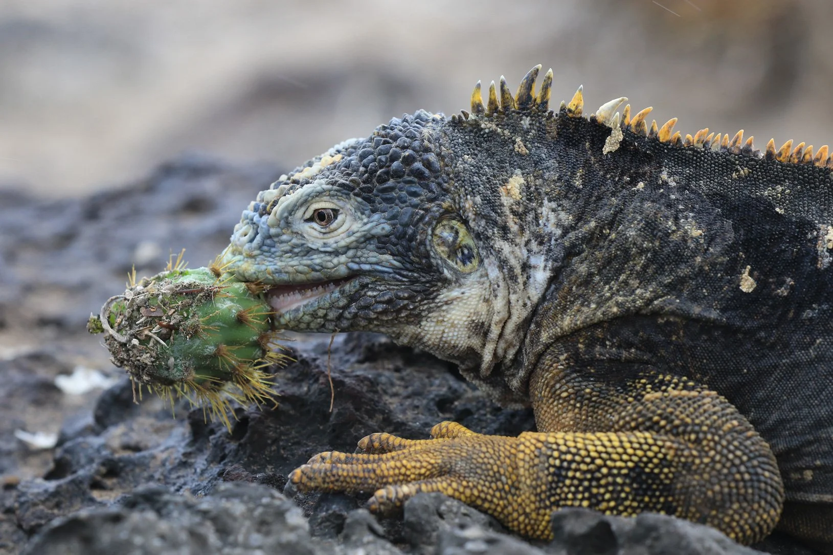 Galapagos-5-315.jpg