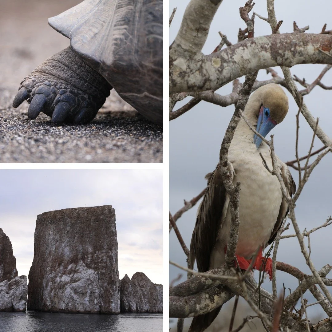 Galapagos Christine Rhoades Photography