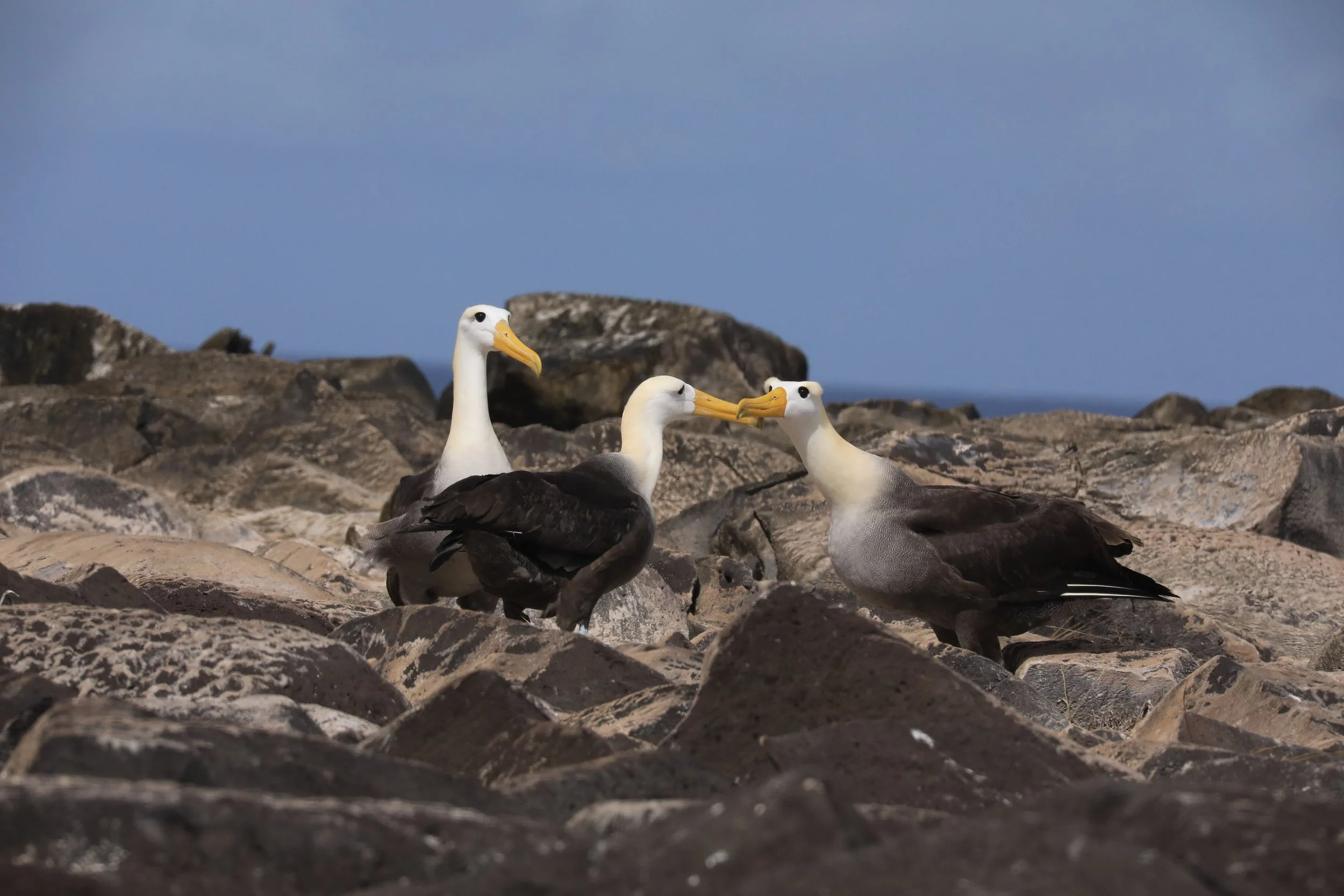 Solo-Exhbition-2026_Galapagos 4 501.jpeg