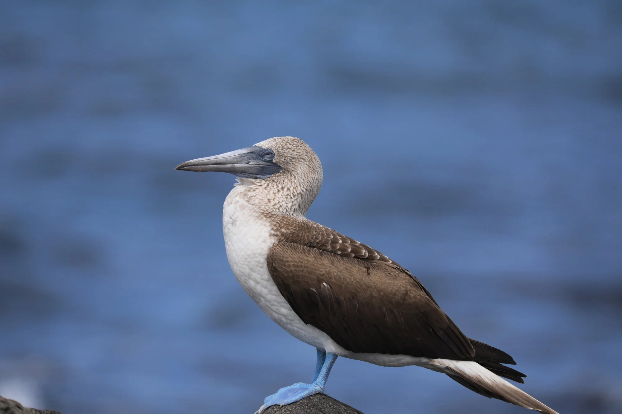 Galapagos-6-377.jpg