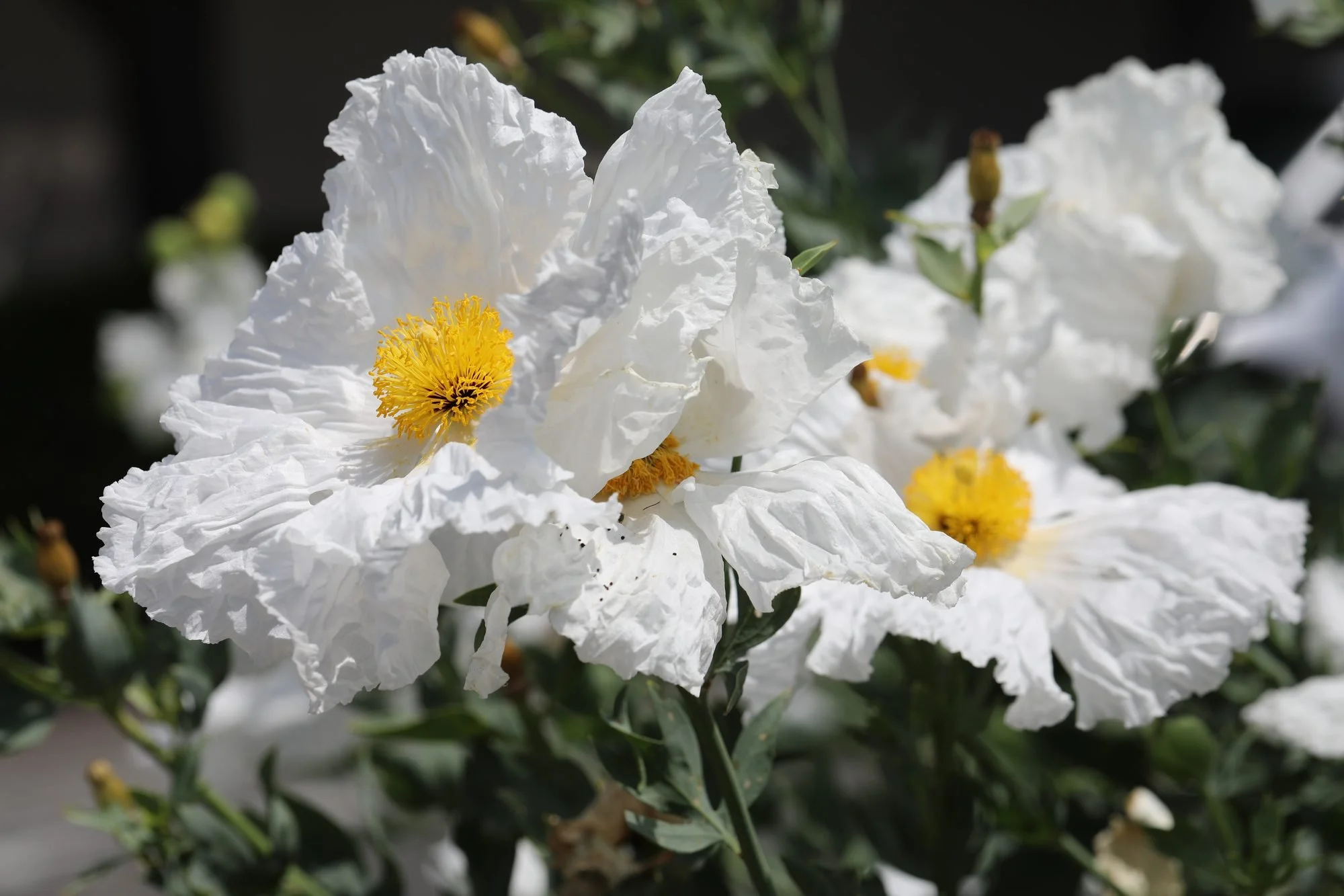 Matilija-Poppy-069A0346.jpg