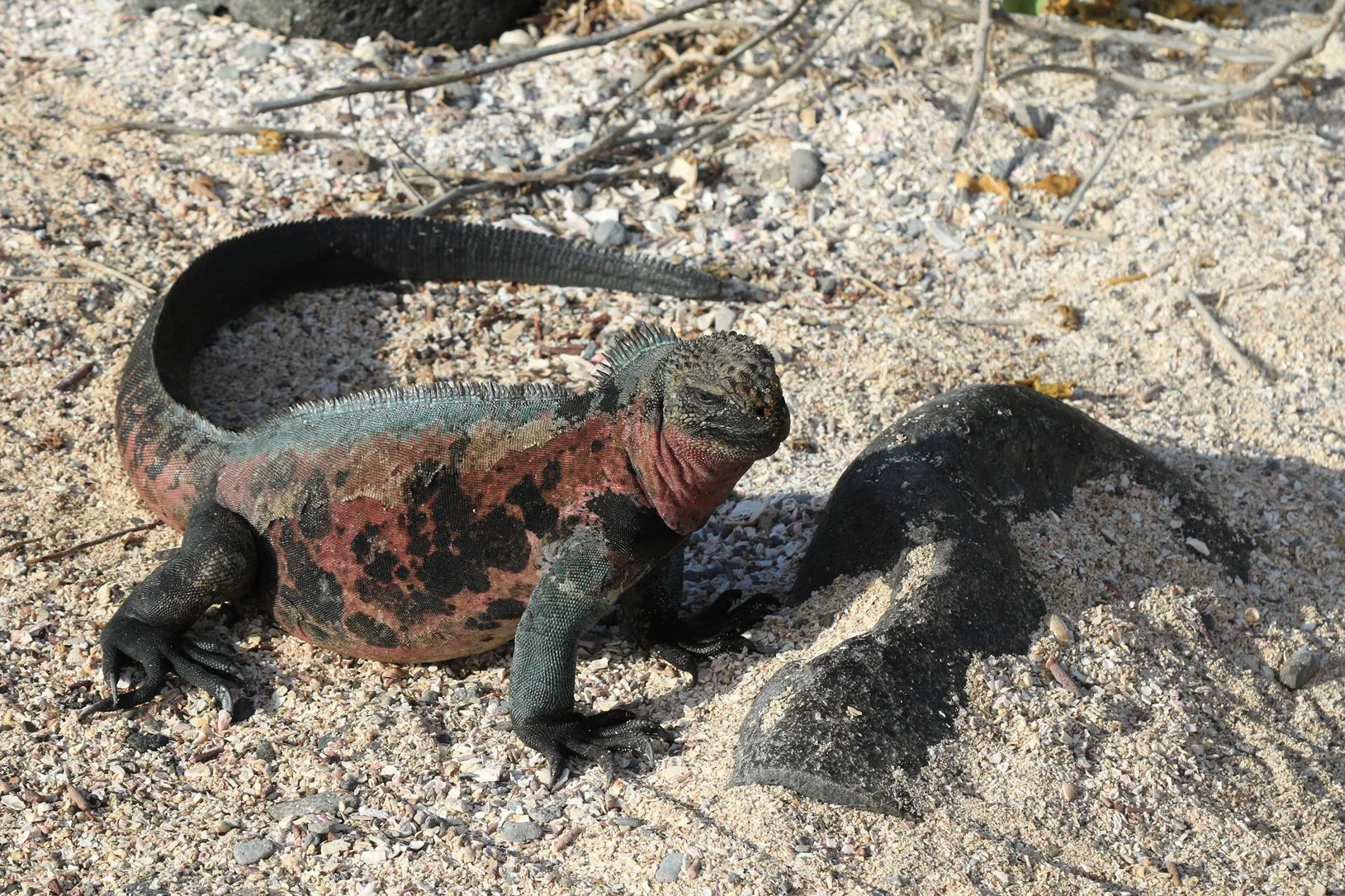 Galapagos-5-625.jpg