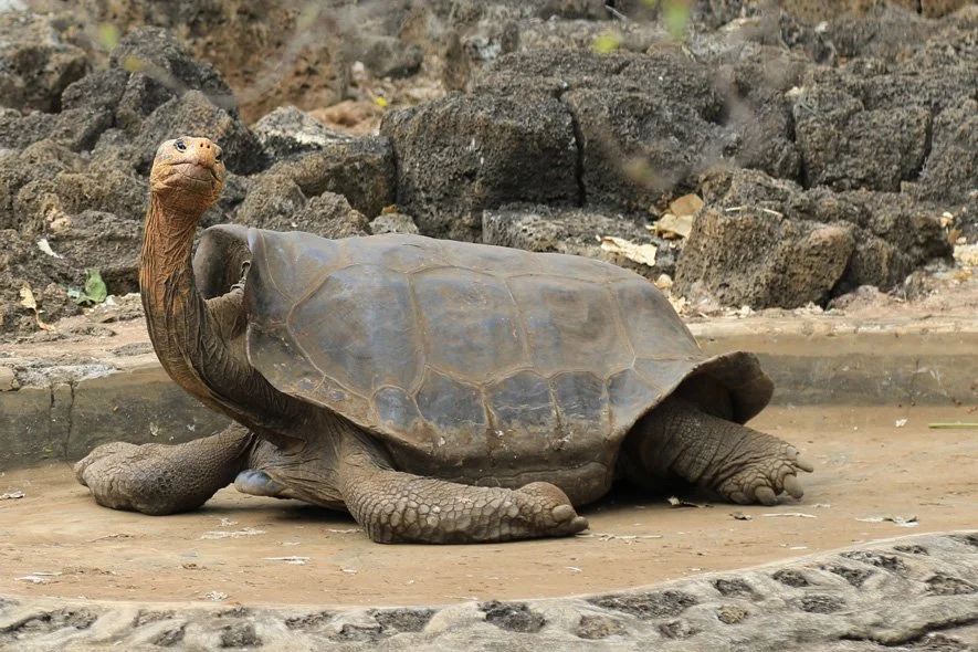 Galapagos-710.jpg