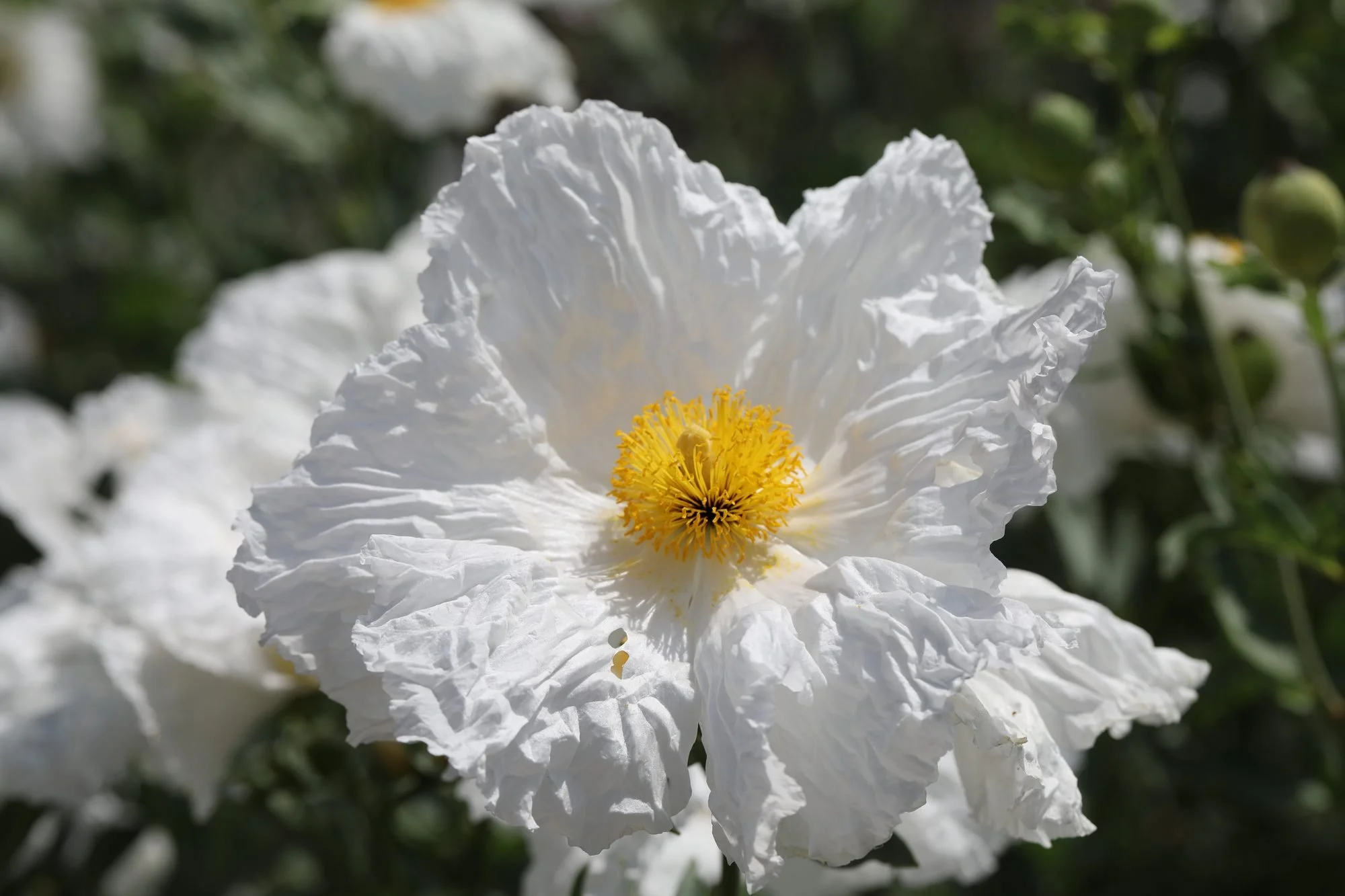 Matilija-Poppy-069A0313.jpg