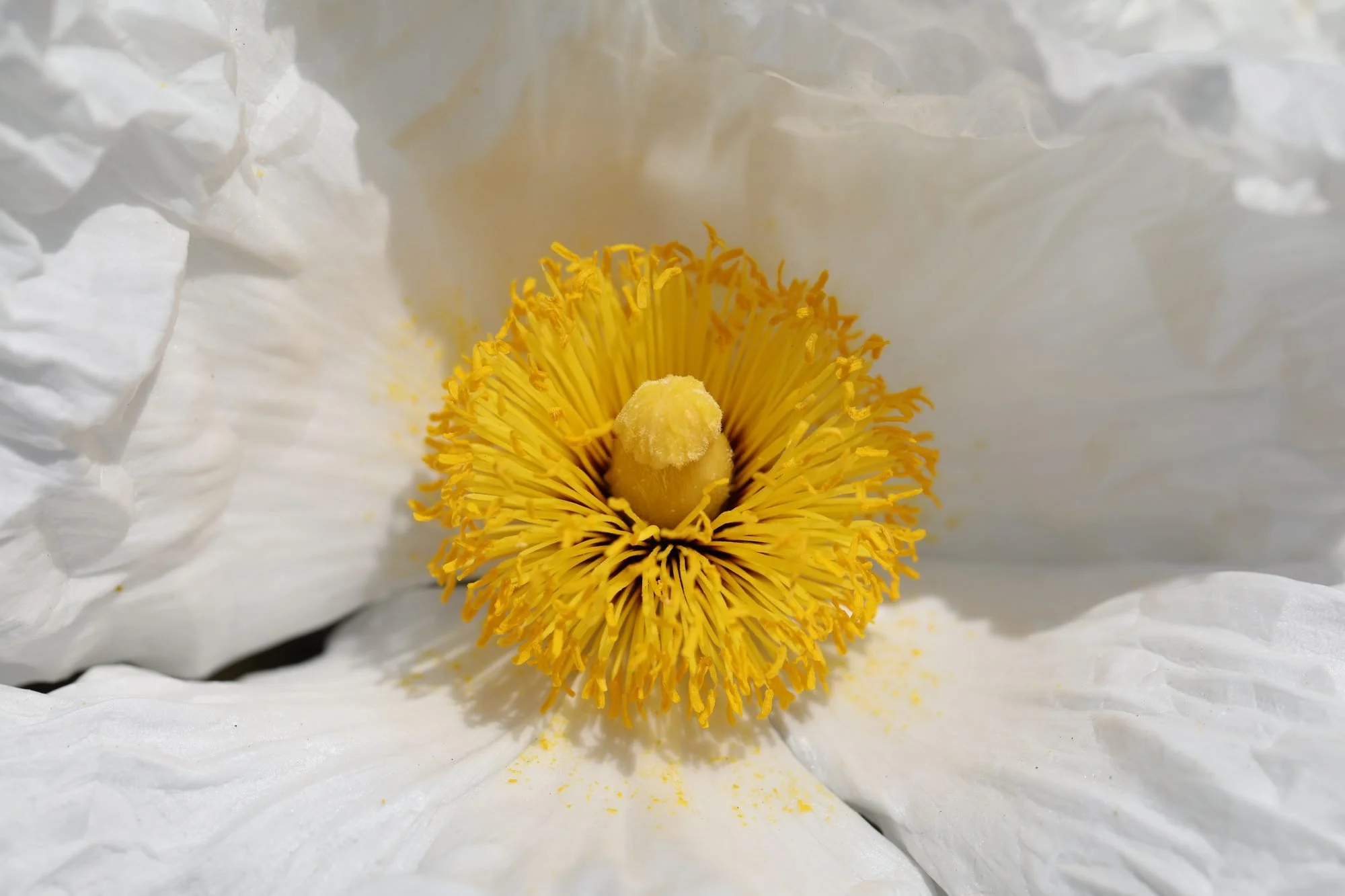 Matilija-Poppy-069A0318.jpg