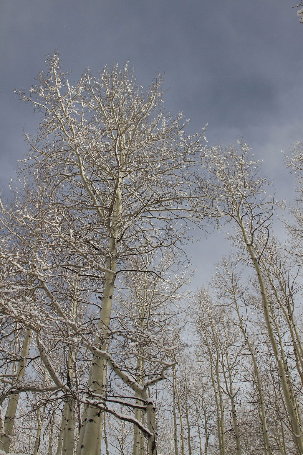 Solo-Exhibition-2026 Aspen-1-March-2017-235