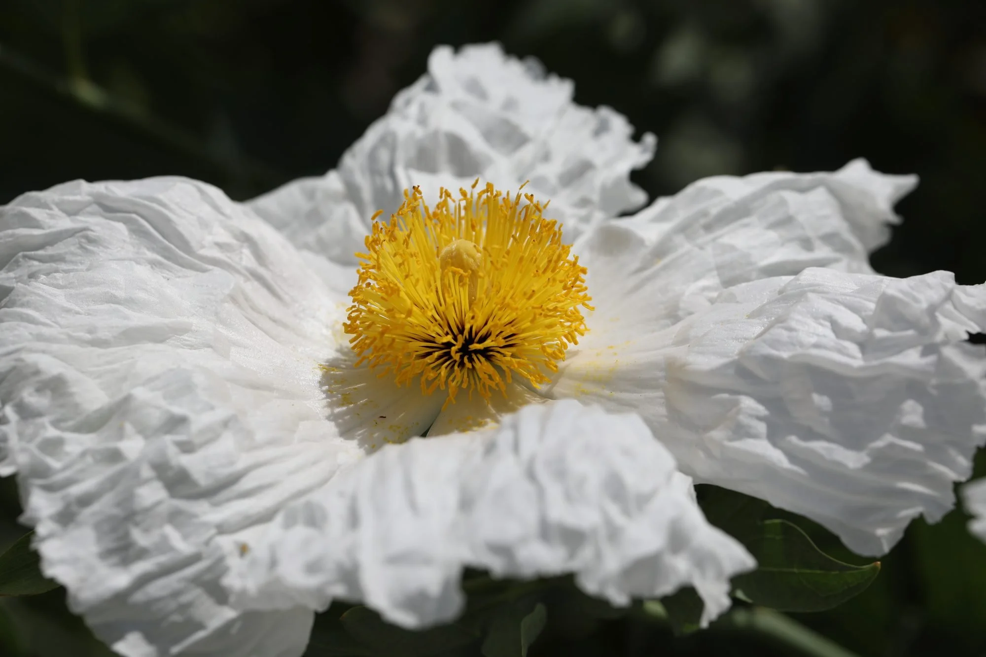 Matilija-Poppy-069A0335.jpg