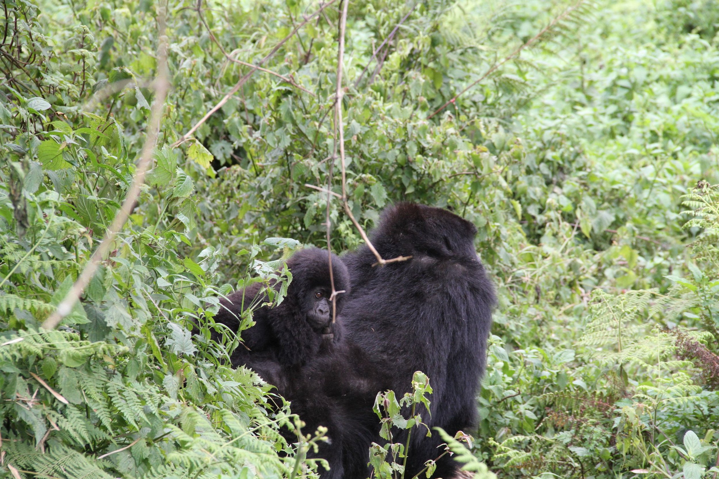 Rwanda Gorillas 268.JPG.jpeg