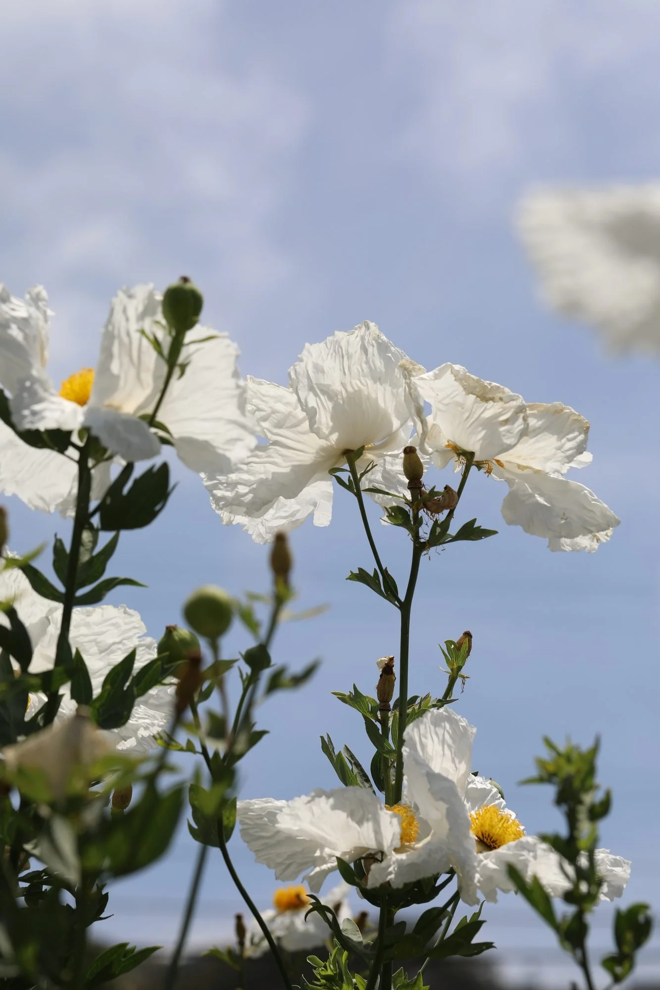 Matilija-Poppy-069A0336.jpg
