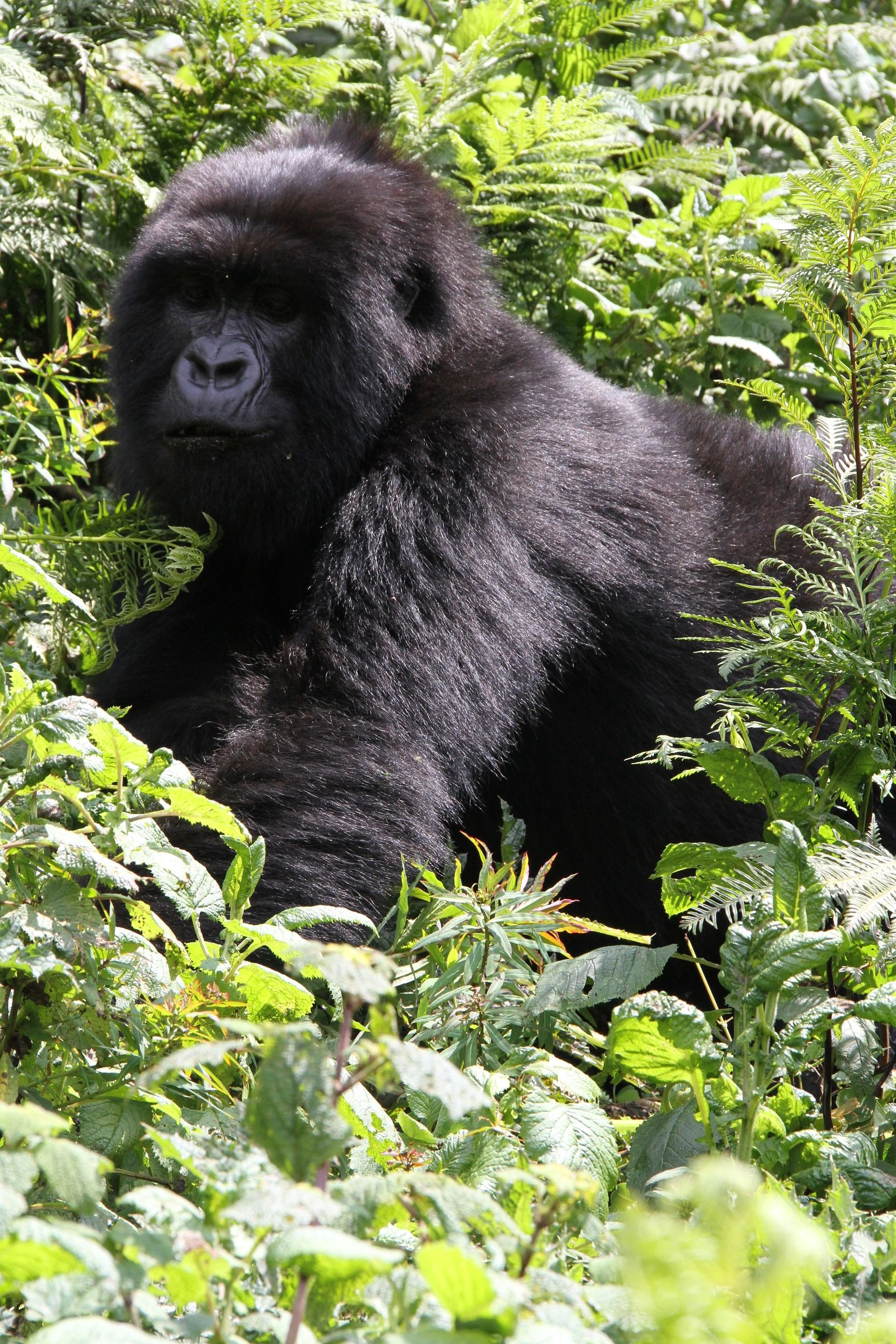 Rwanda Gorillas 196.JPG.jpeg