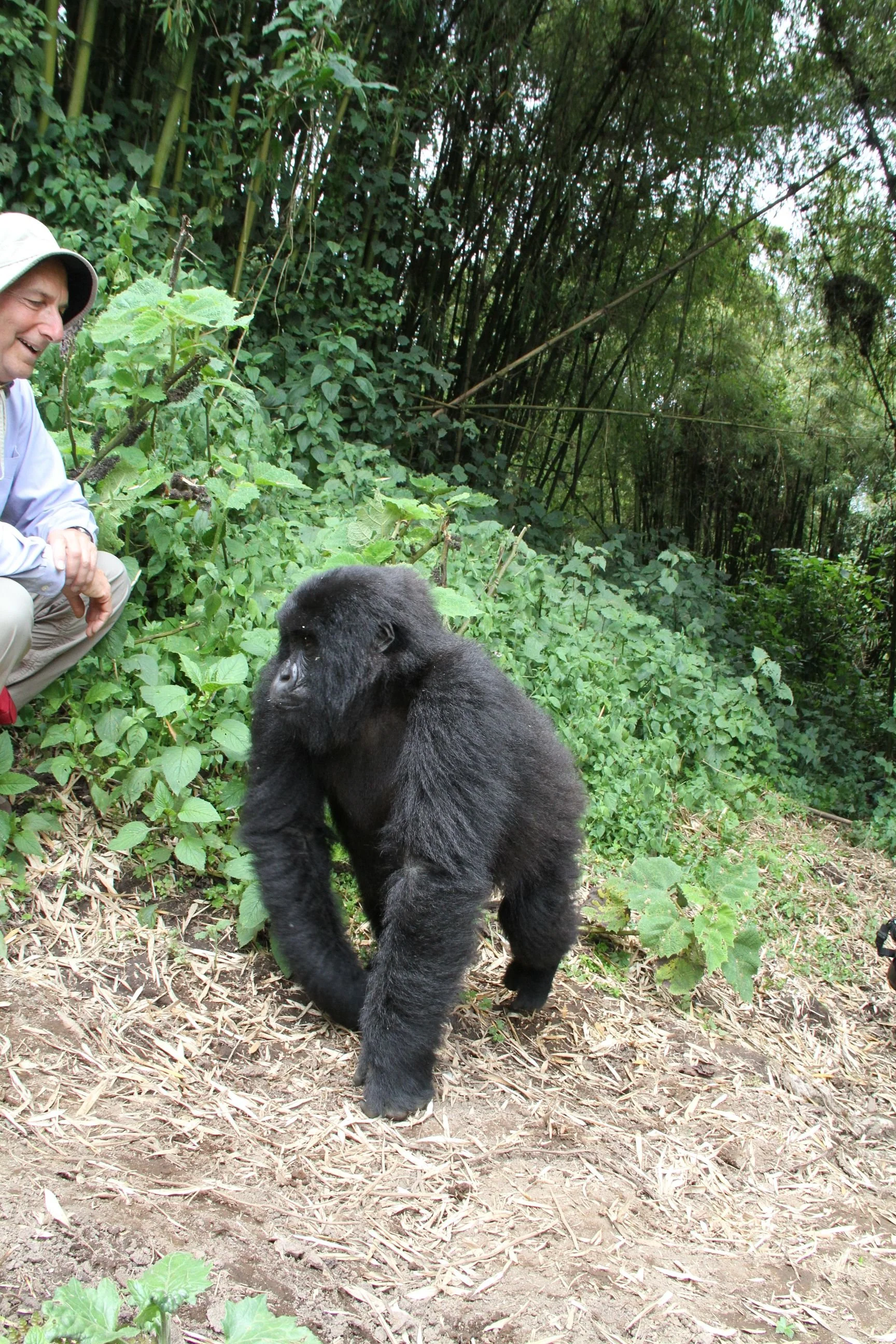 Rwanda Gorillas 246.JPG.jpeg