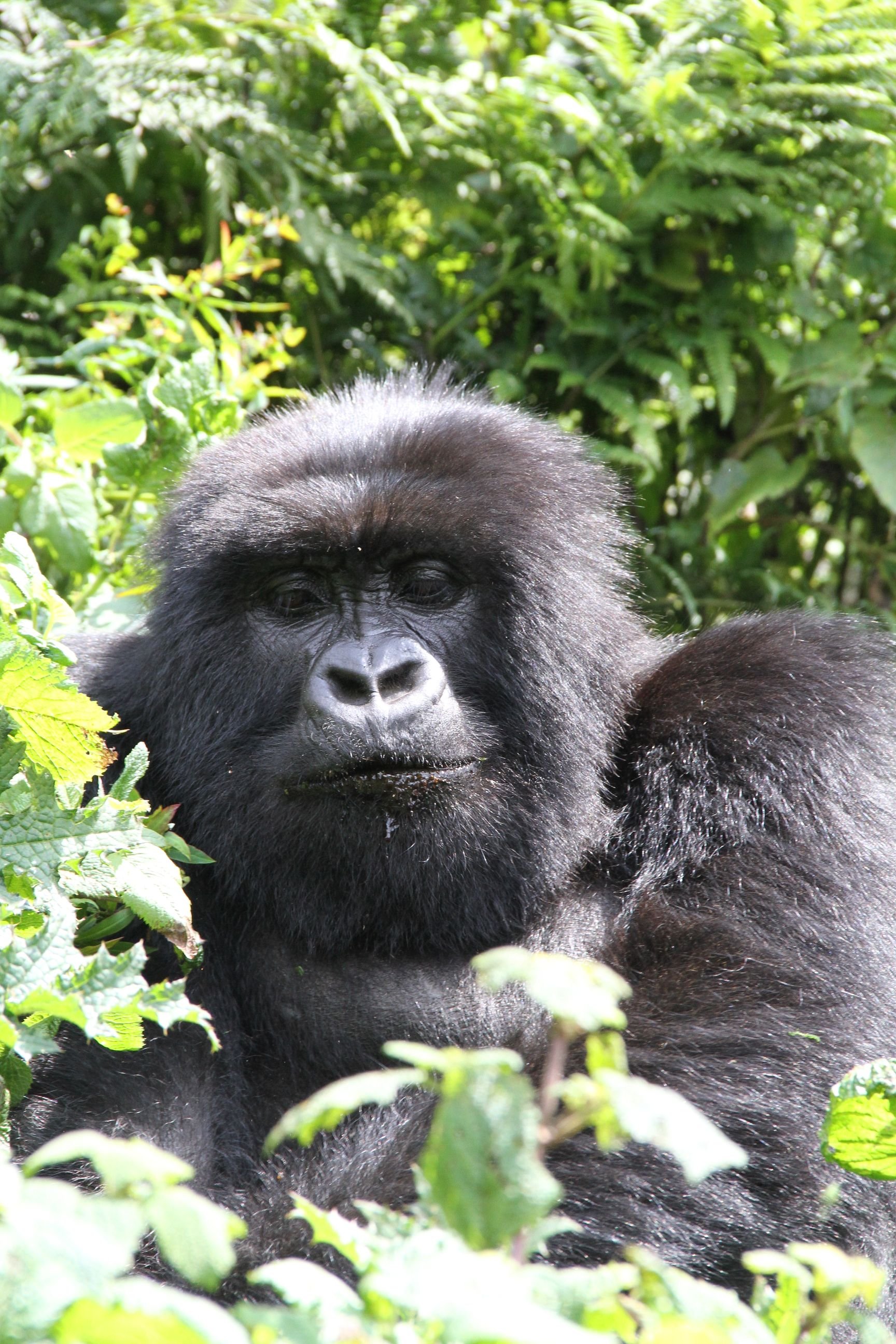 Rwanda Gorillas 203.JPG.jpeg