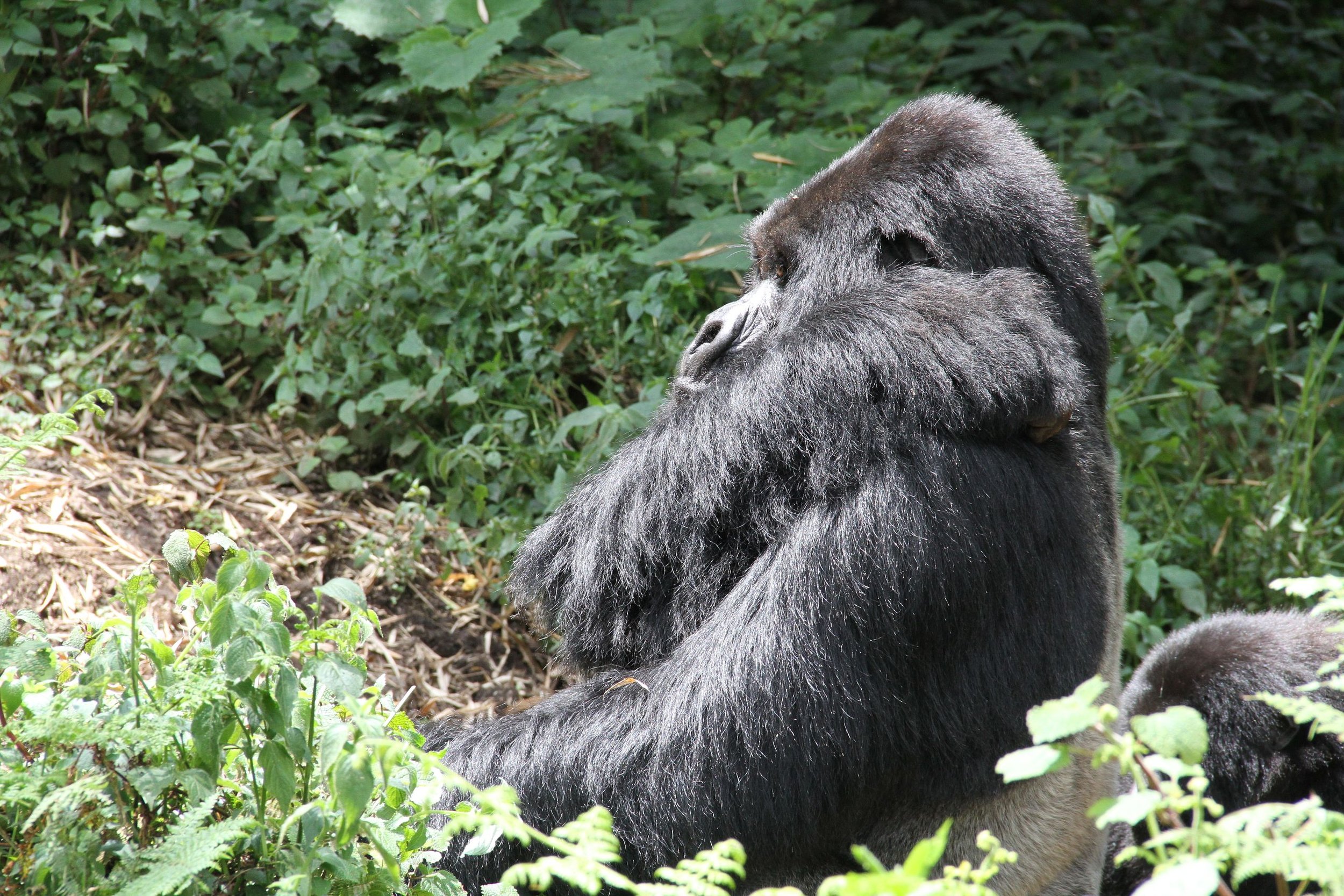 Rwanda Gorillas 248.JPG.jpeg