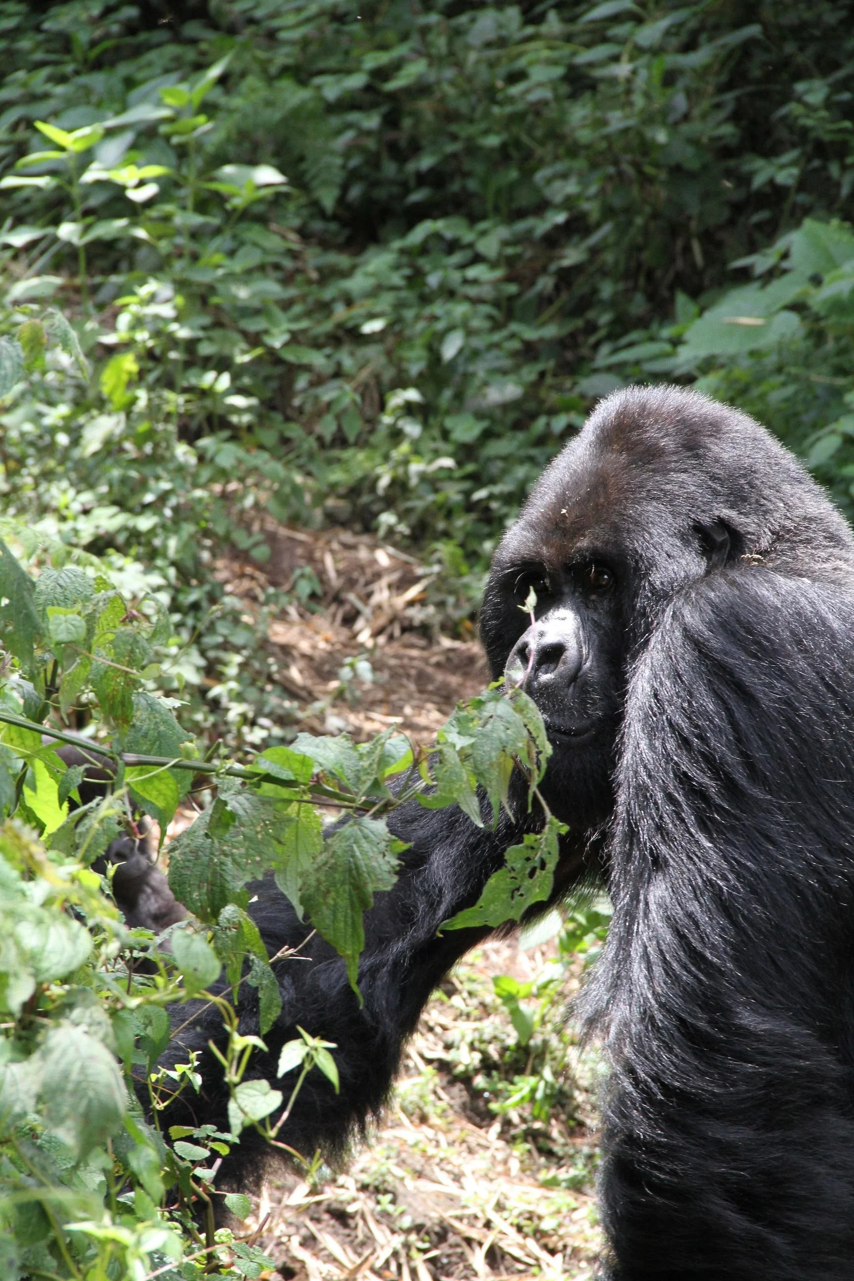 Rwanda Gorillas 249.JPG.jpeg