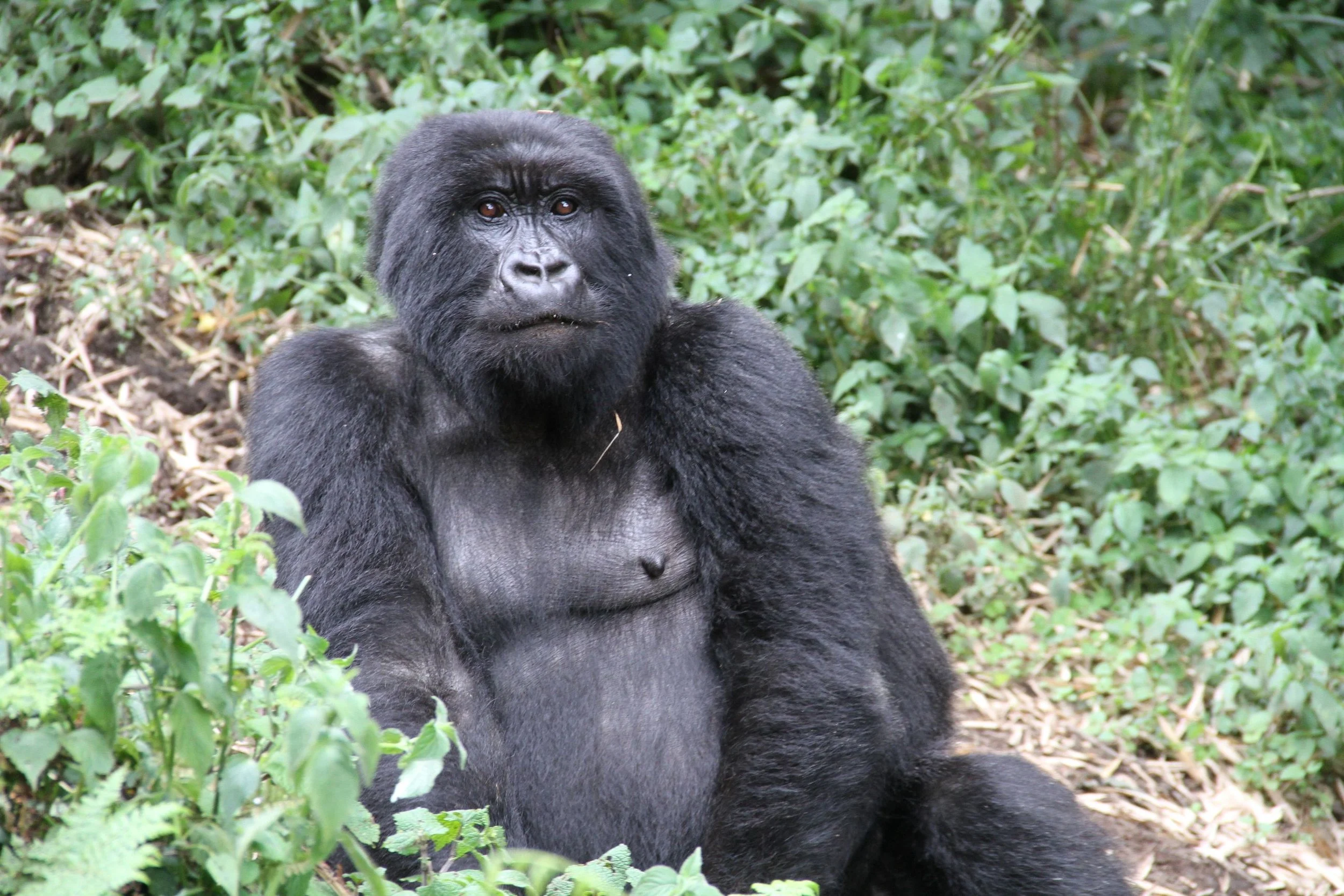 Rwanda Gorillas 261