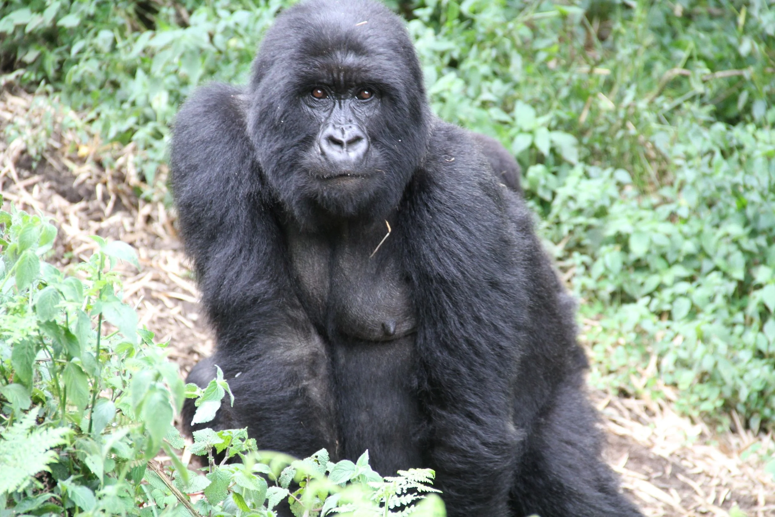 Rwanda Gorillas 260.JPG.jpeg