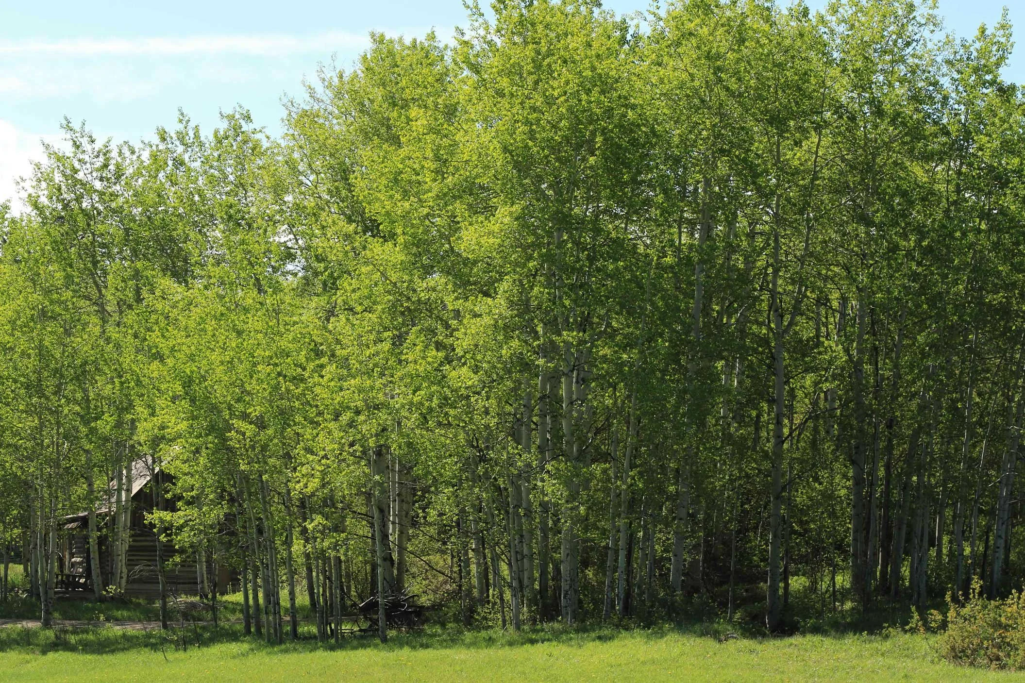 Aspen-Summer-07.jpg