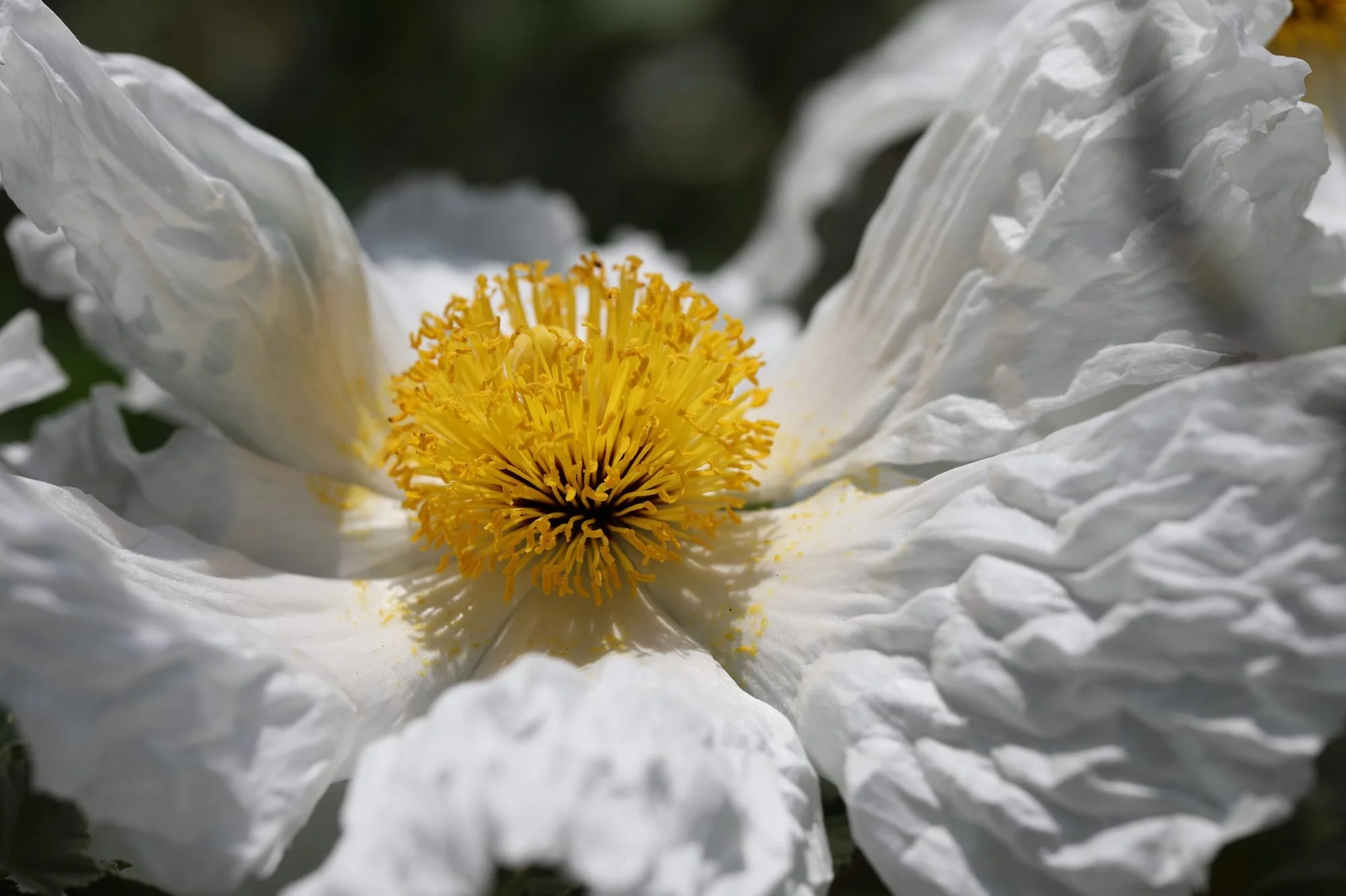 Matilija-Poppy-069A0341.jpg