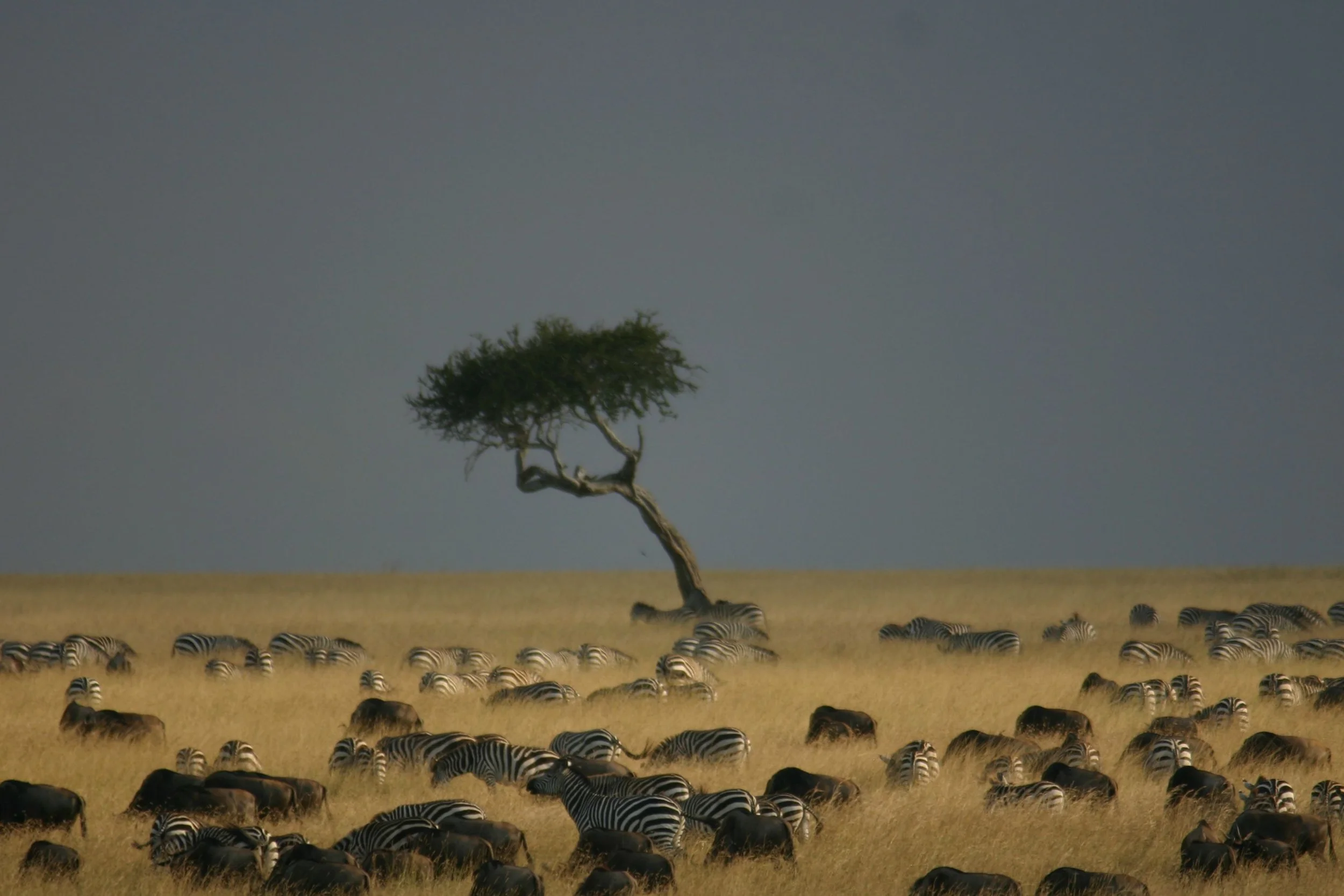 Solo-Exhibition-2026 africa 181