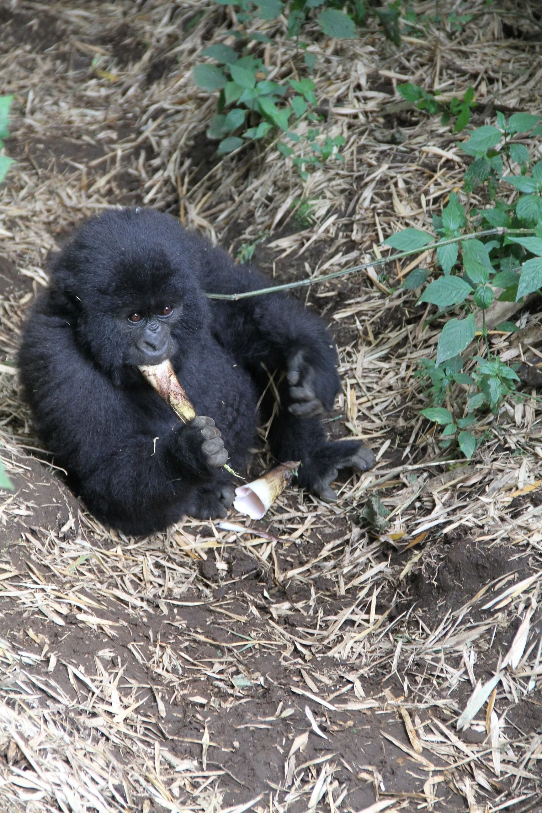 Rwanda Gorillas 239.JPG.jpeg