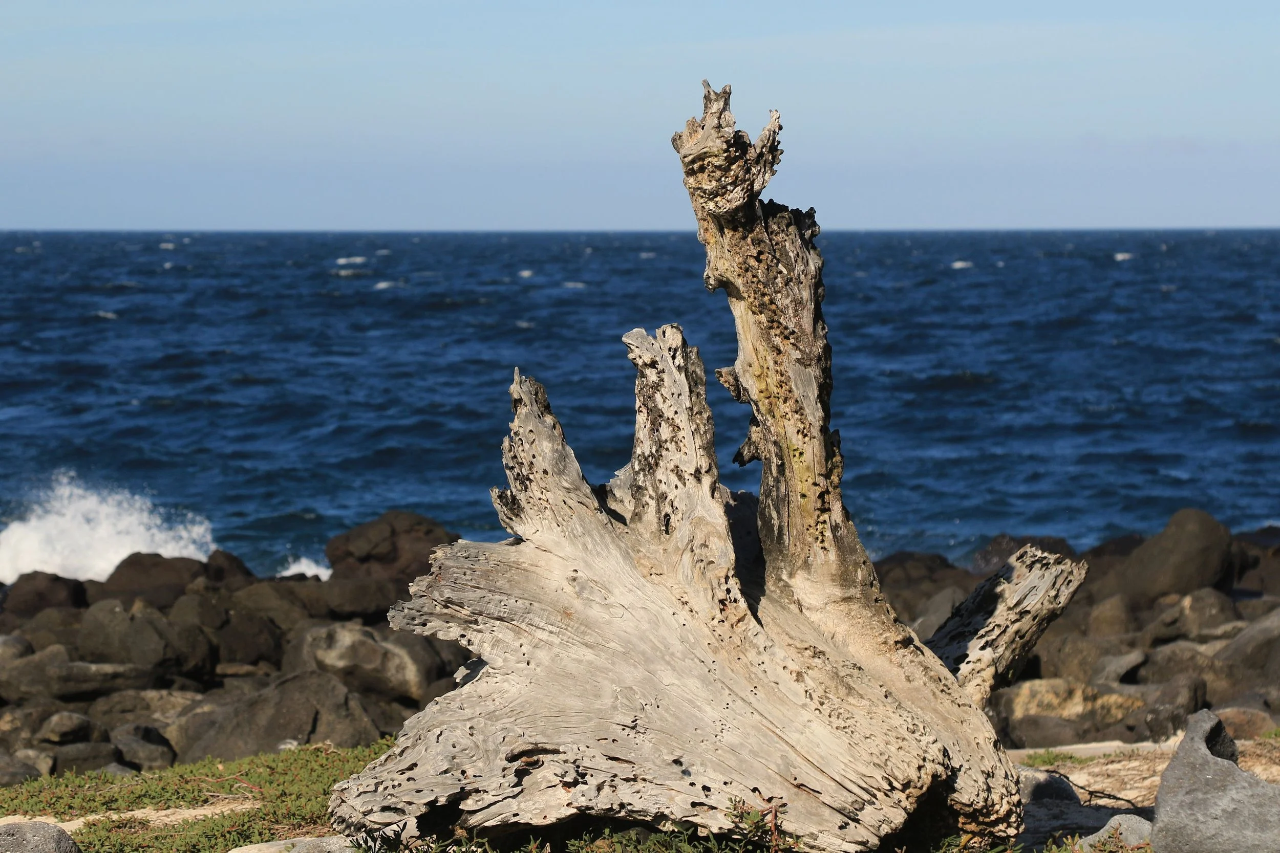 Solo-Exhibition-2026-Galapagos 145