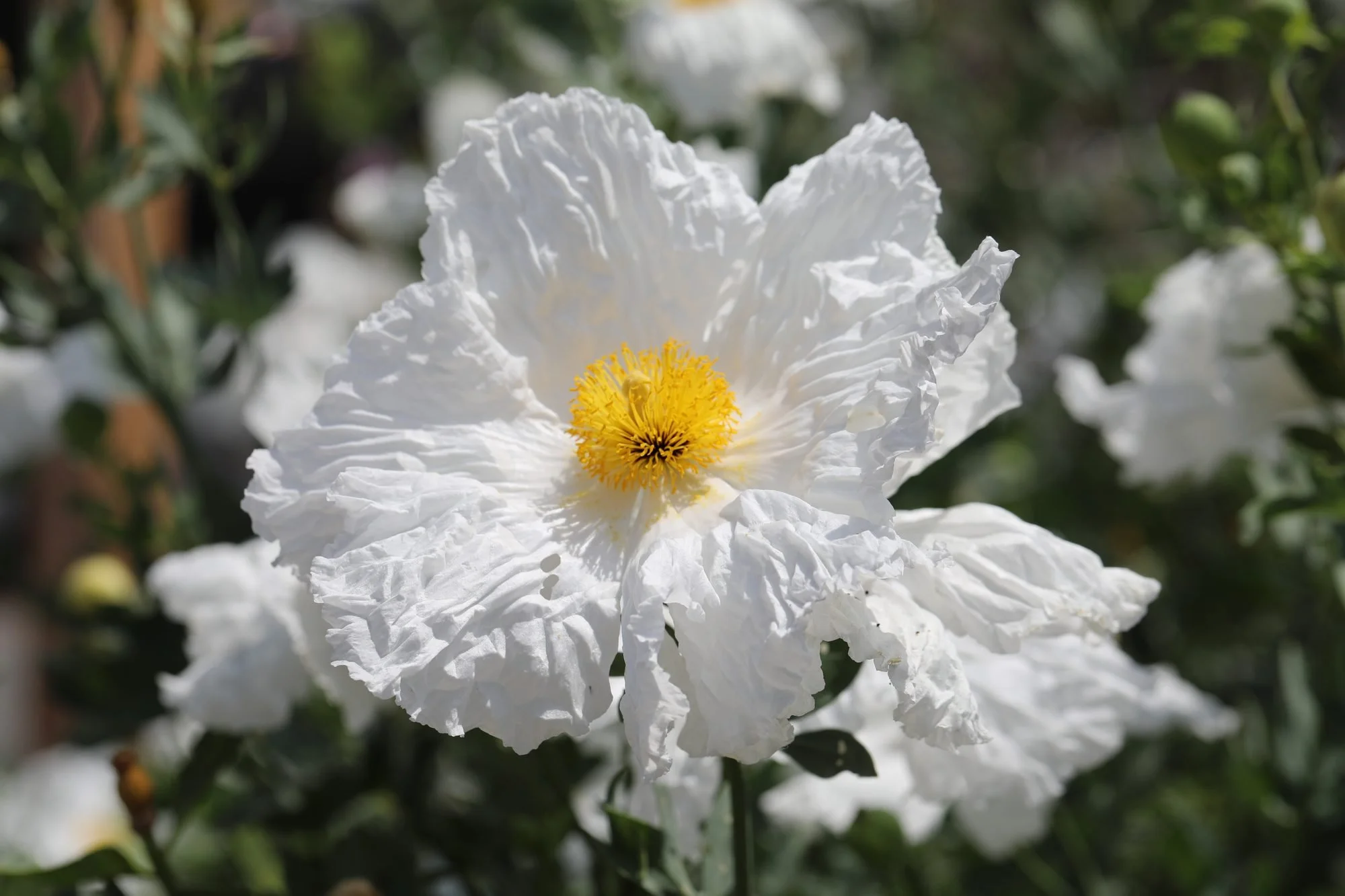 Matilija-Poppy-069A0345.jpg