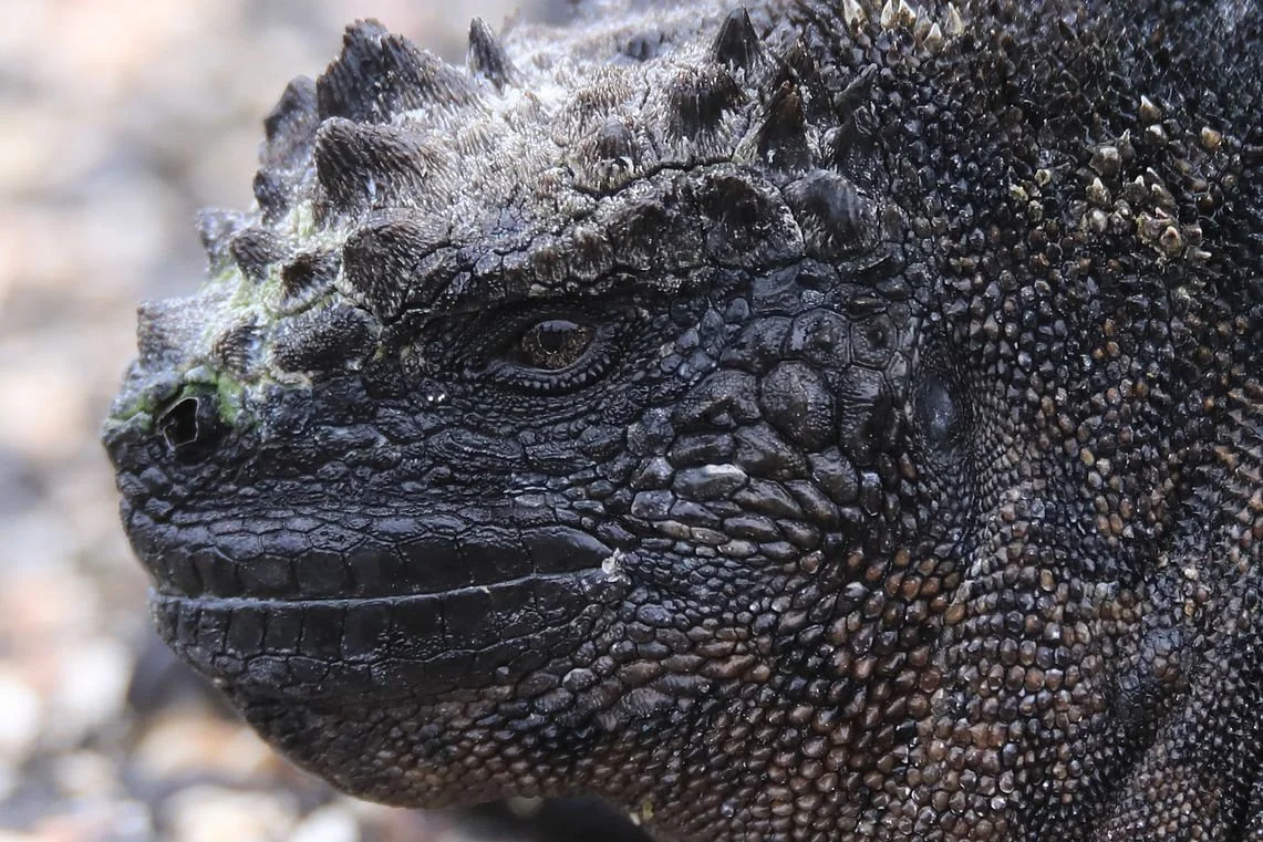 Solo-Exhibition-2026-Galapagos 2 429