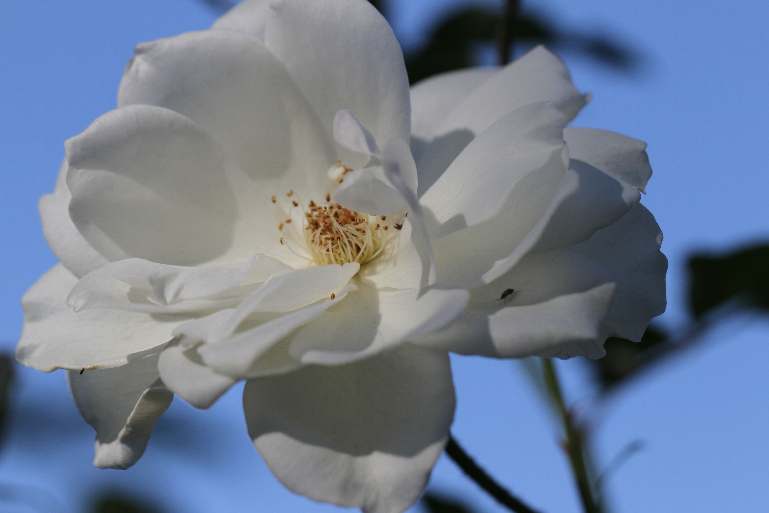 Solo-Exhibition-2026-Huntington Library November 6 2014 067