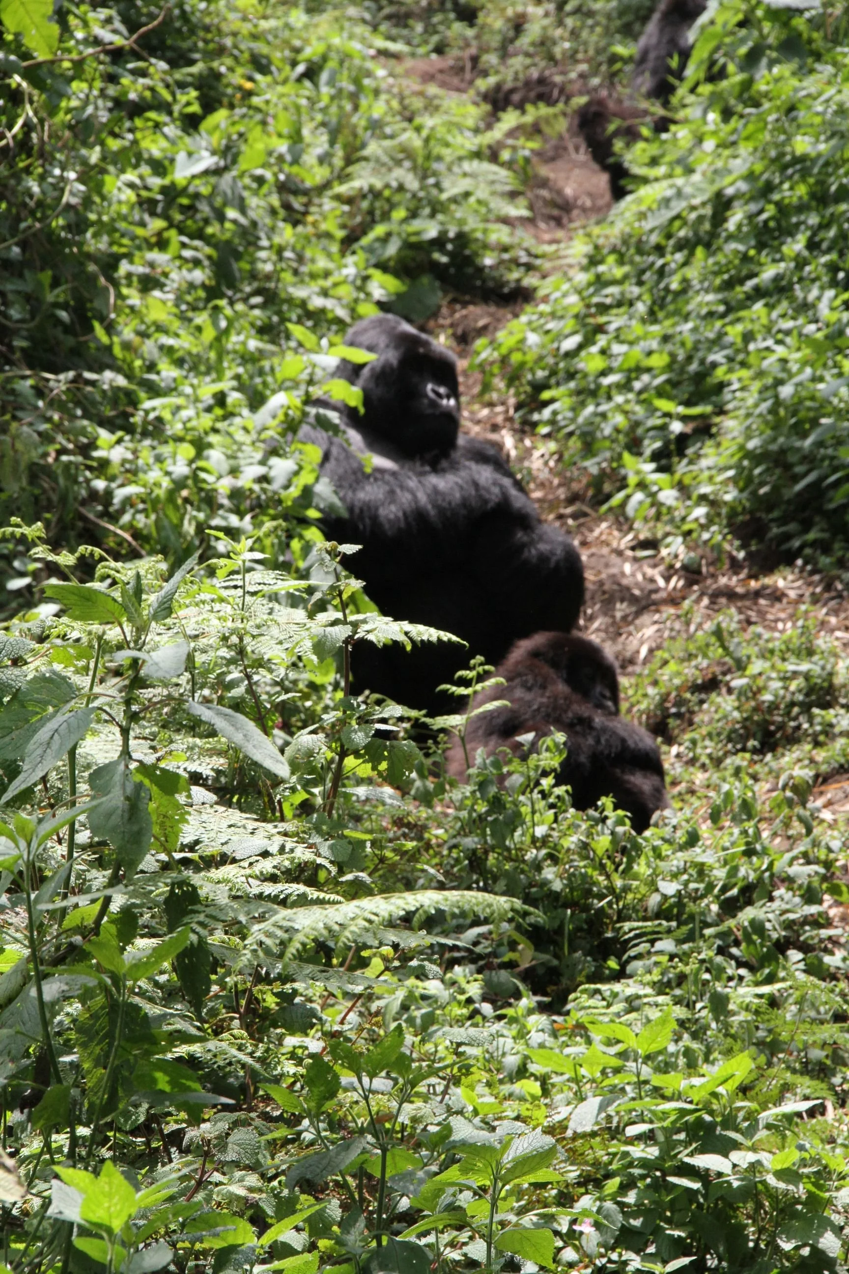 Rwanda Gorillas 244.JPG.jpeg