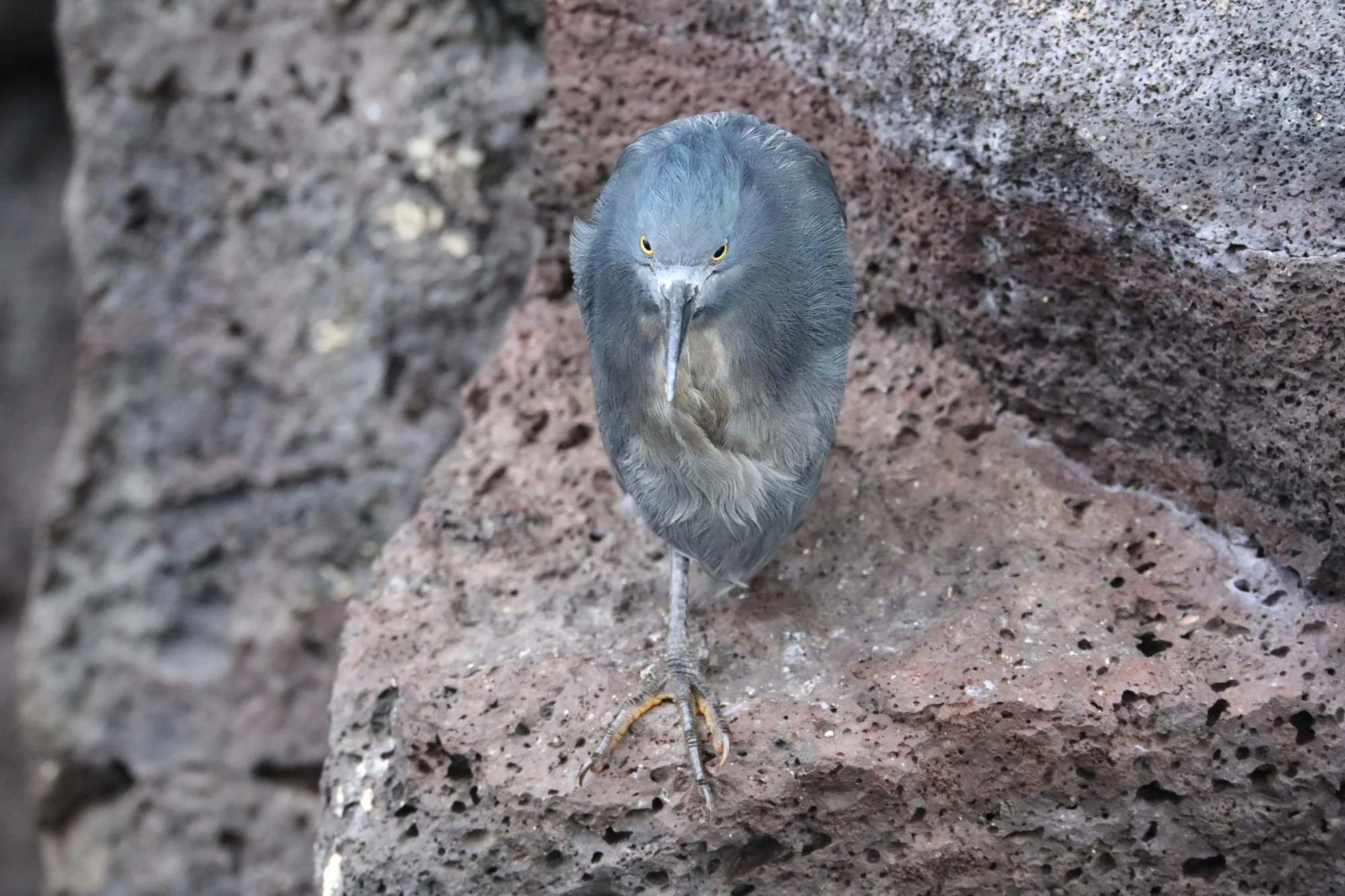 Galapagos-6-369.jpg
