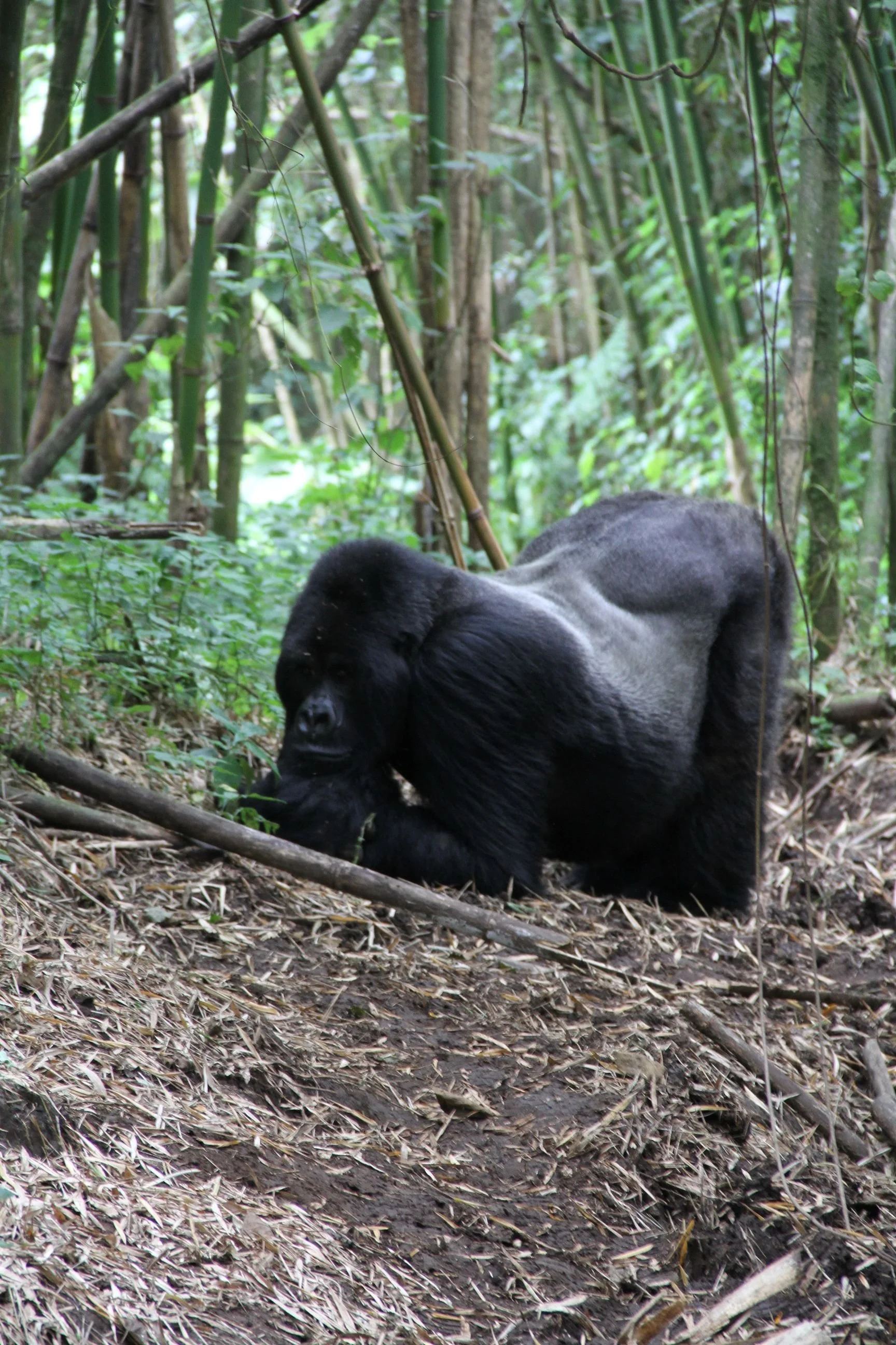 Rwanda Gorillas 231.JPG.jpeg